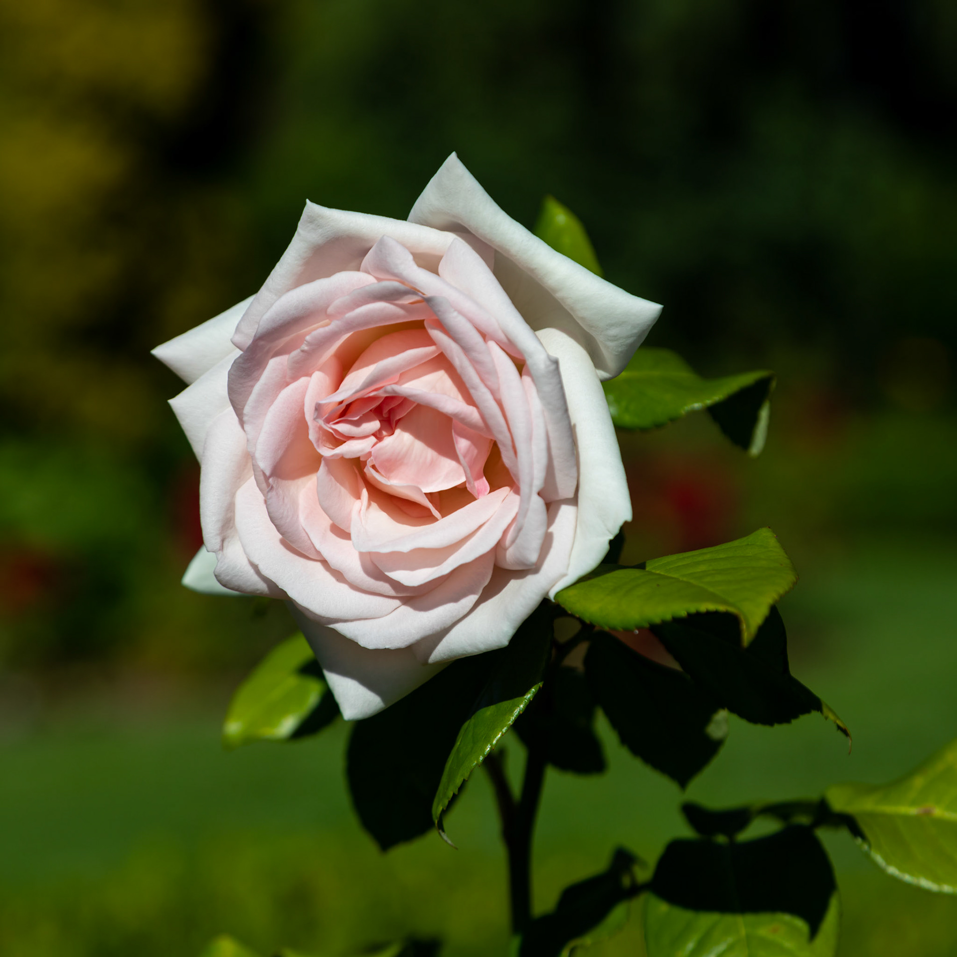 Woodland Park Rose Garden