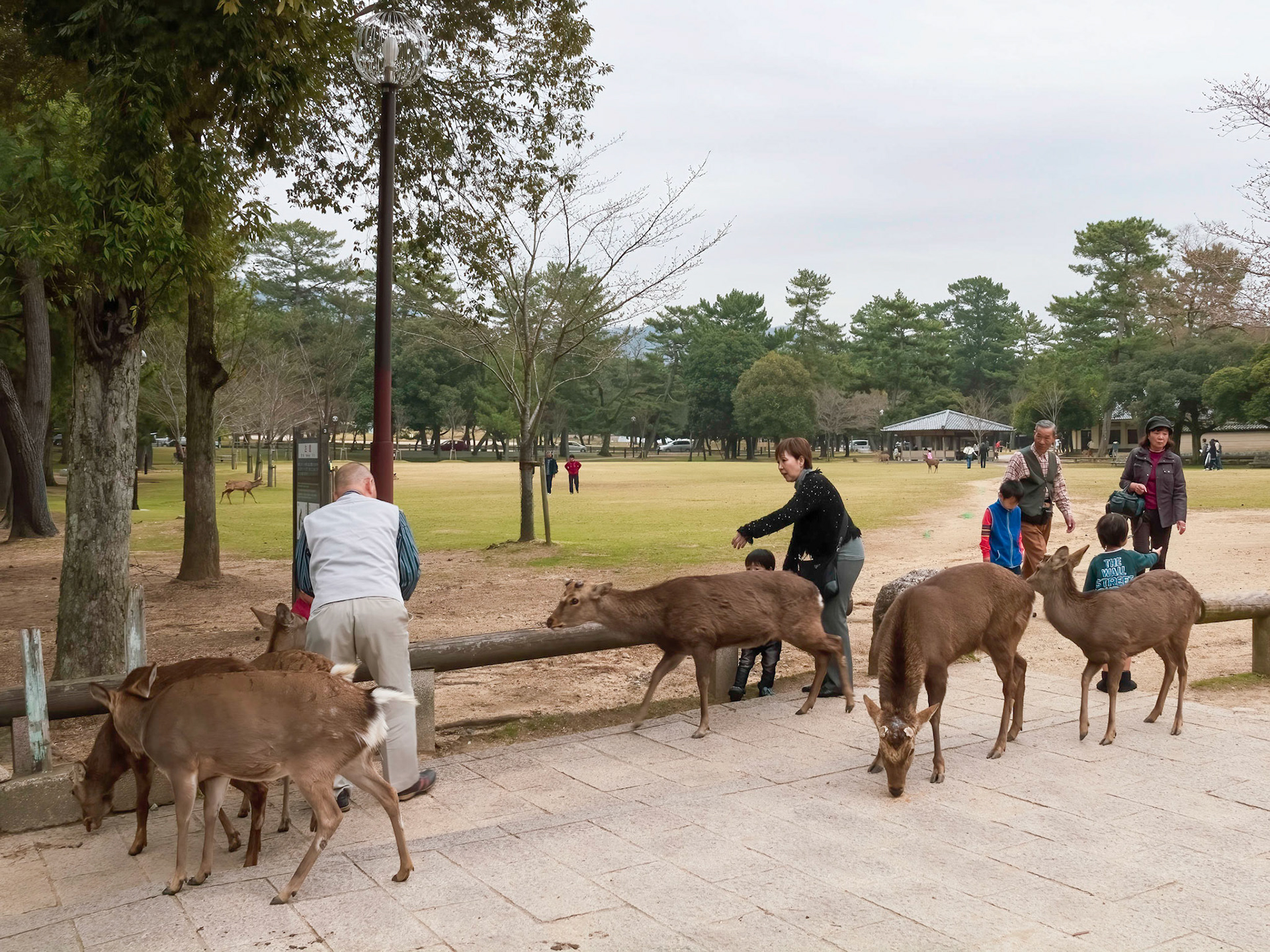 Nara Park, home to 1,200 shika deer