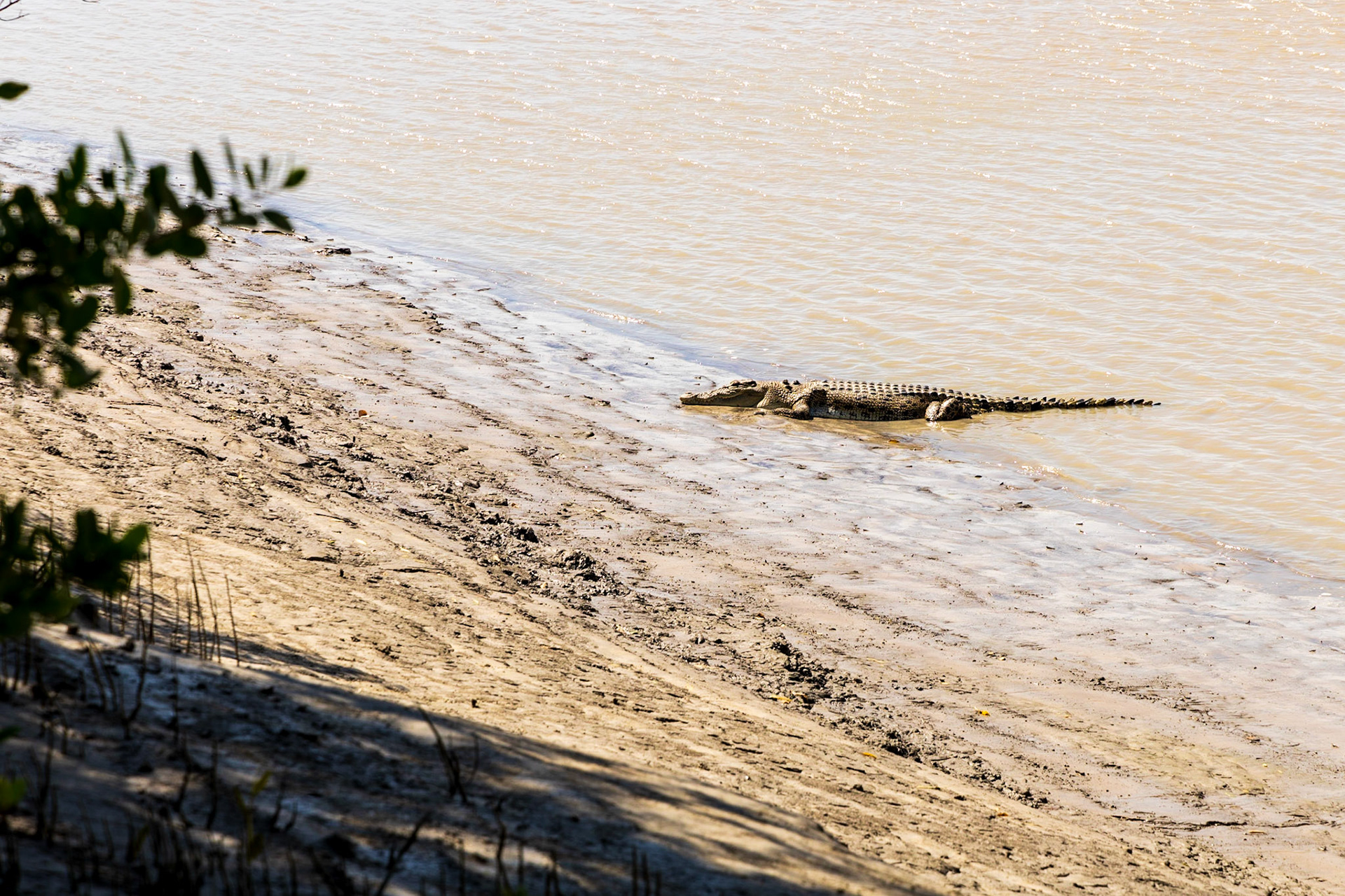 Crocodile, South Alligator River
