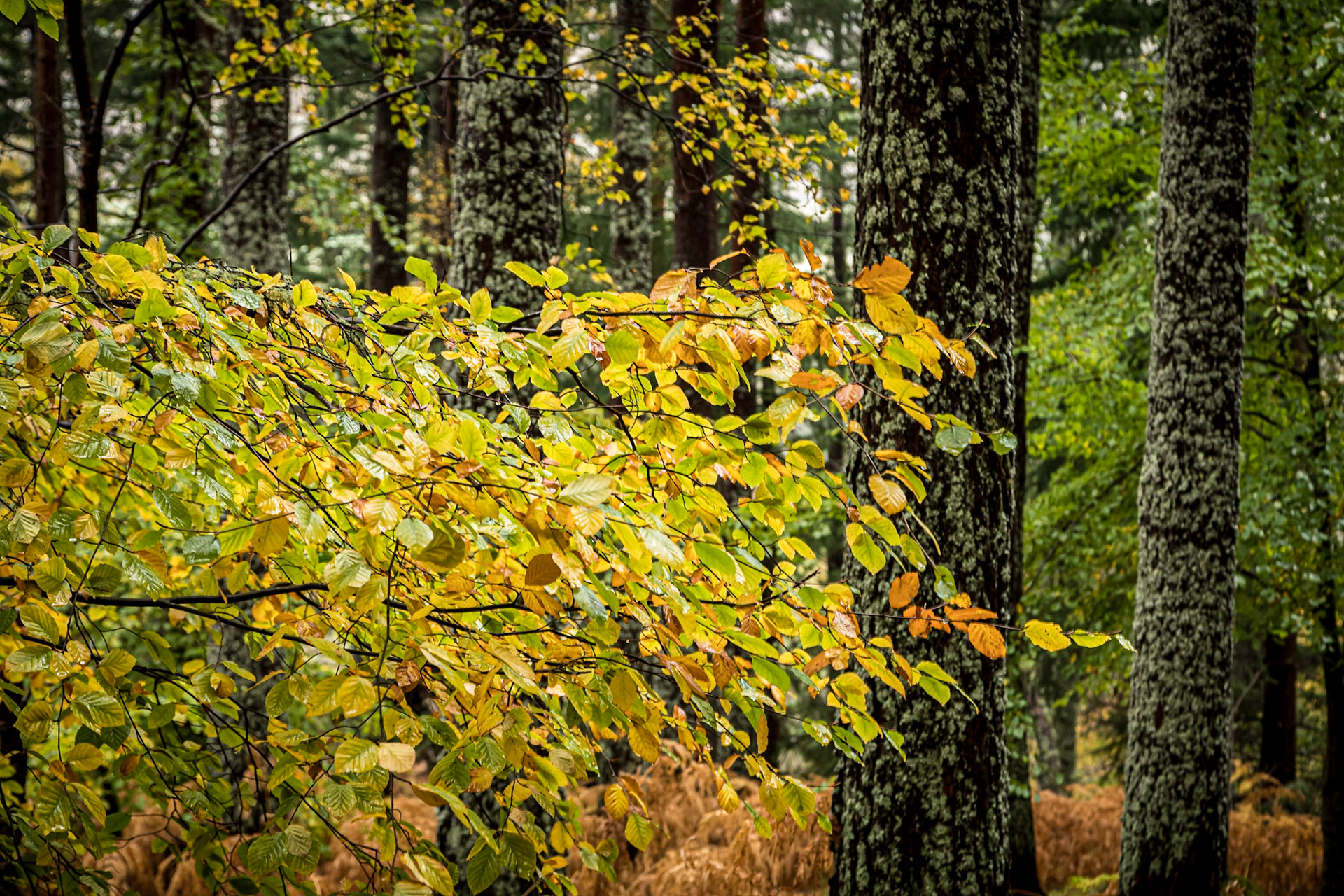 In the Lael Forest Garden