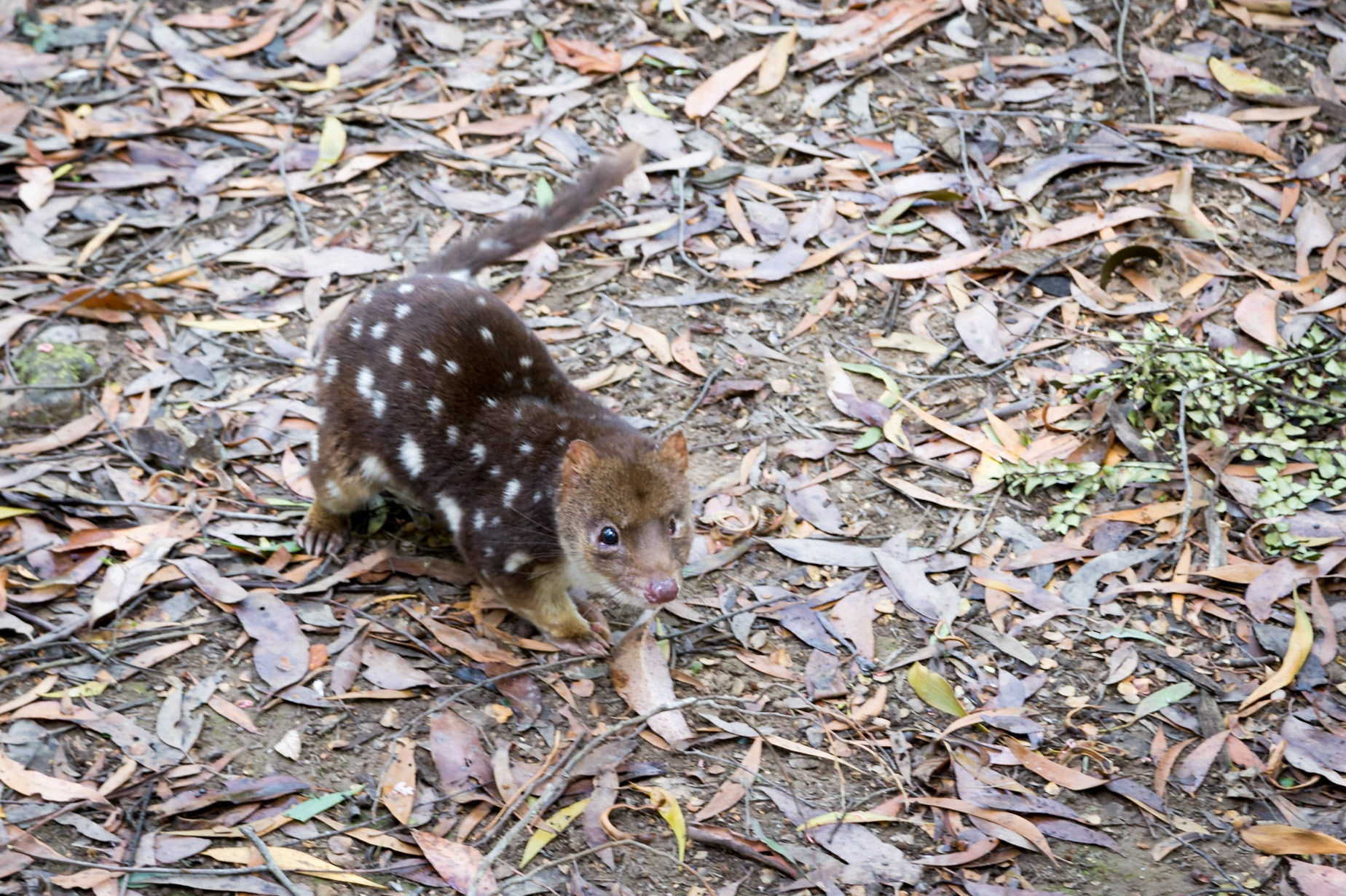 Spotted-tail Quoll, Warra Creek Forest Reserve