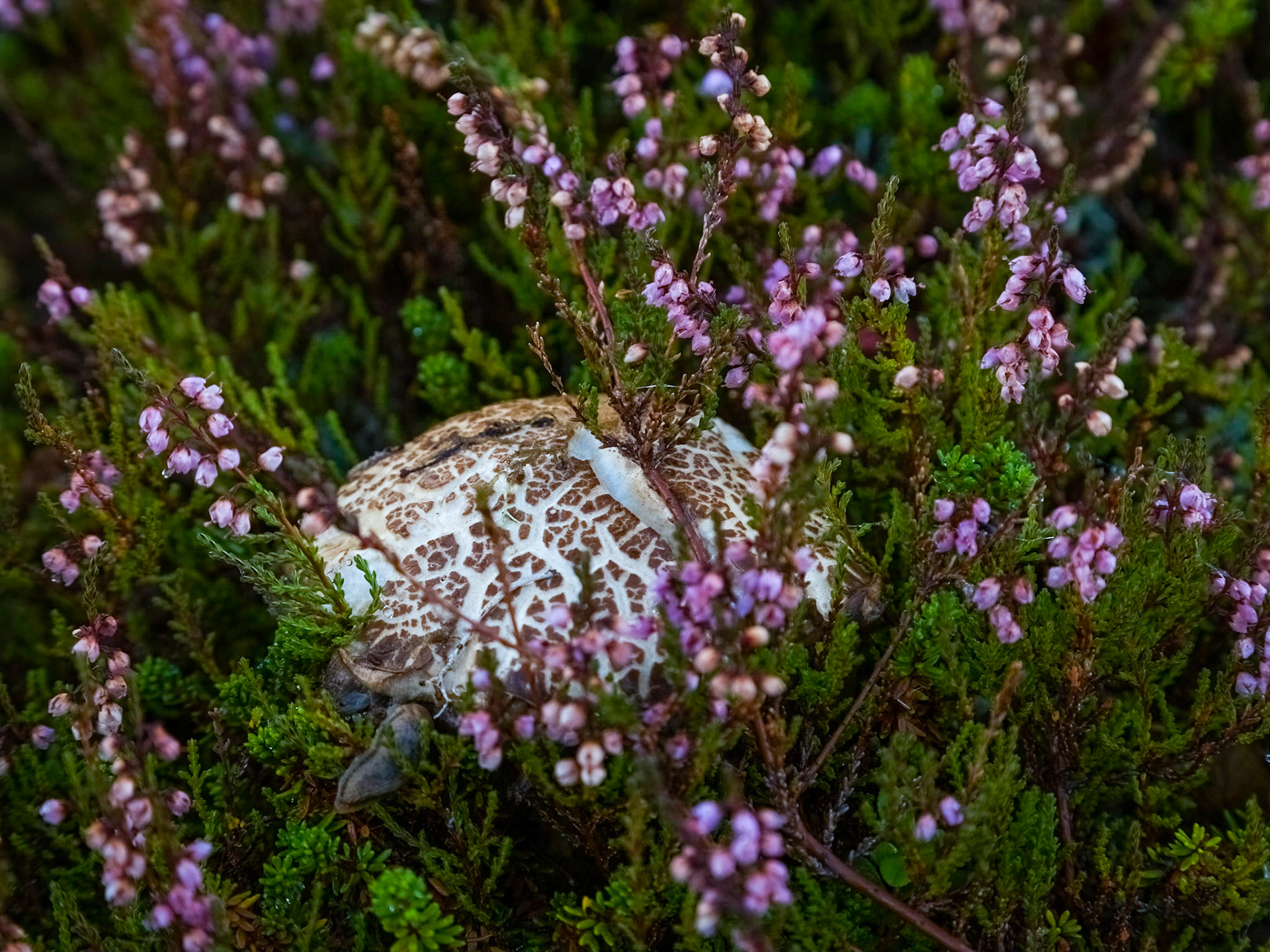 Roadside (Fv810) , Flakstad. 08:50 am