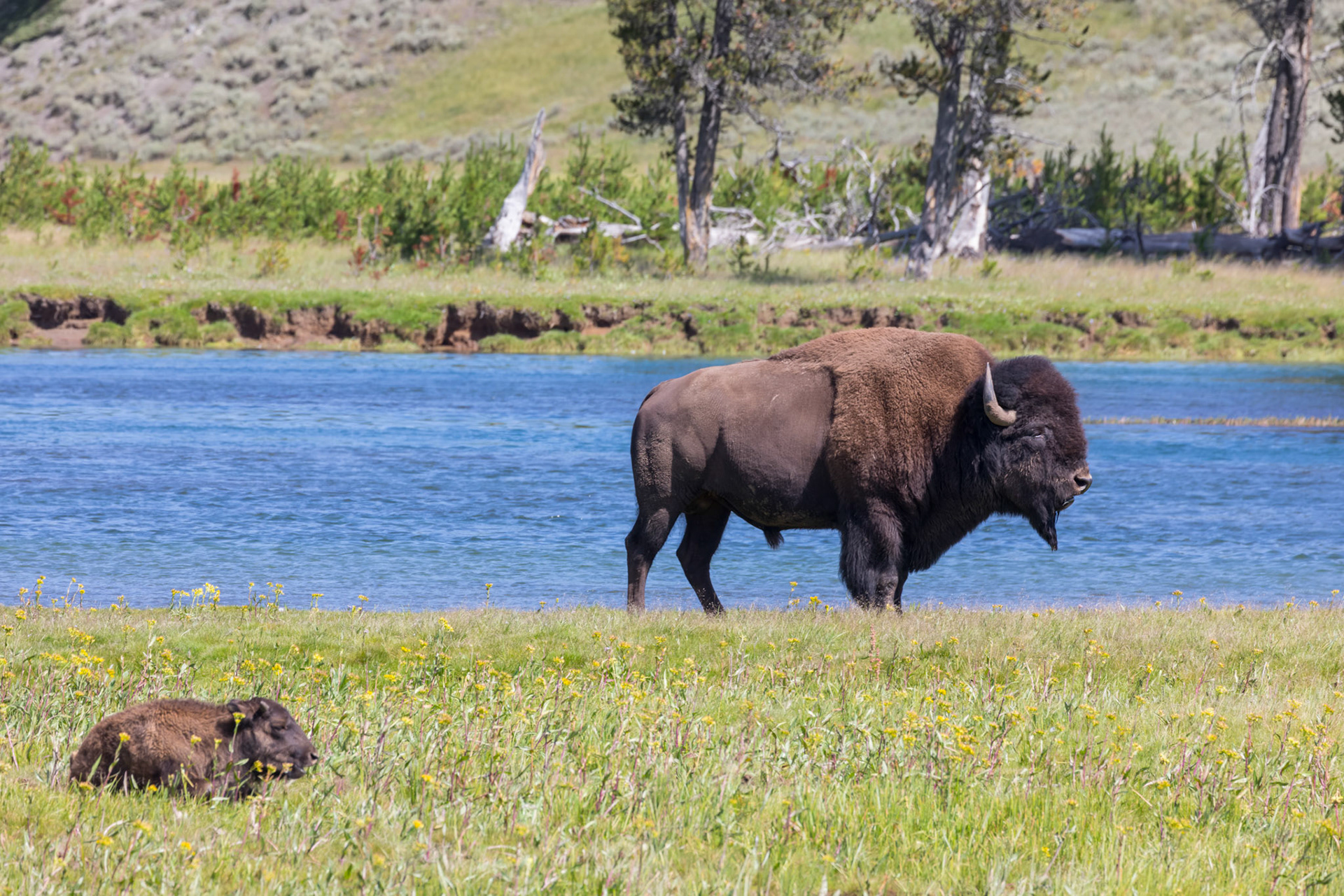 Young calf and a male bison in the Hayden Valley along the Yellowstone River