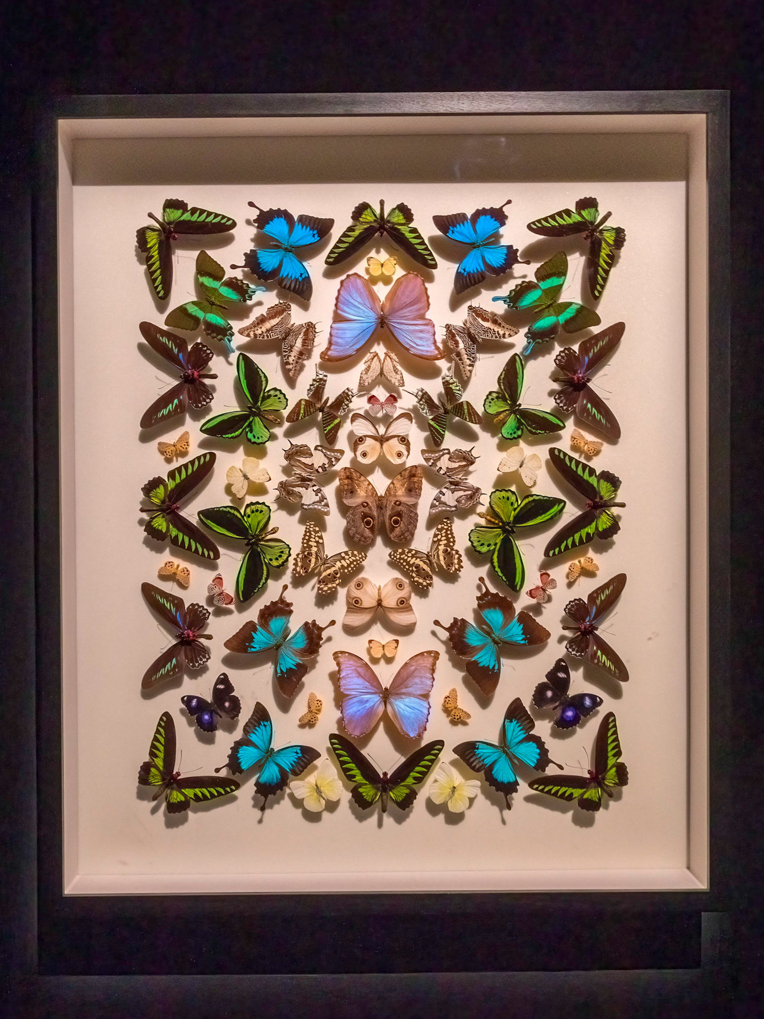 BUTTERFLY SPECIMENS INCLUDING CAIRNS BIRDWING, ORNITHOPTERA EUPHORION