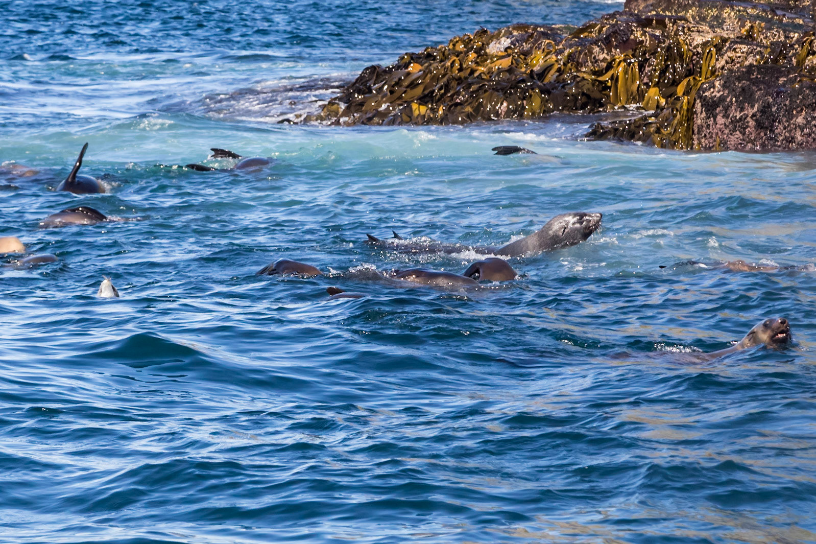 Australian Fur Seals