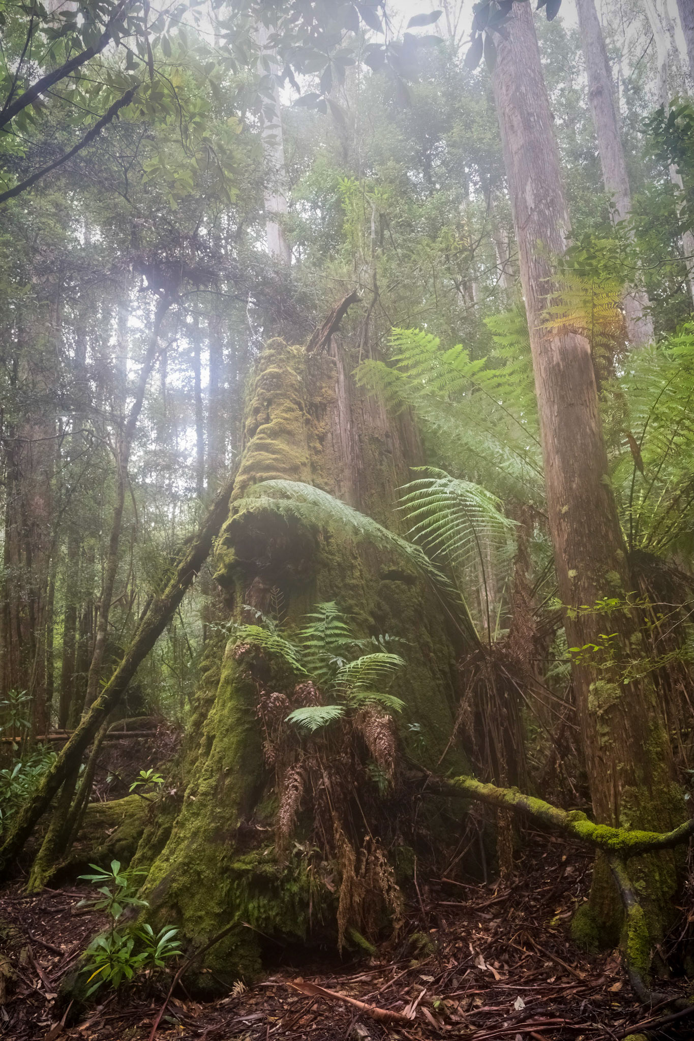 In the Hastings Caves and Thermal Springs Reserve.