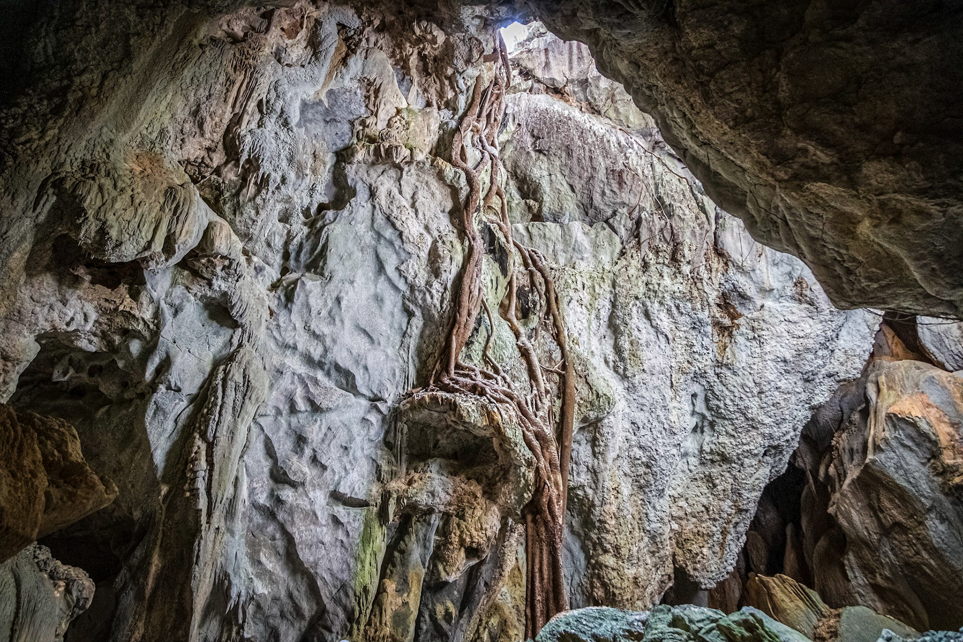 Royal Arch Cave, fig tree roots