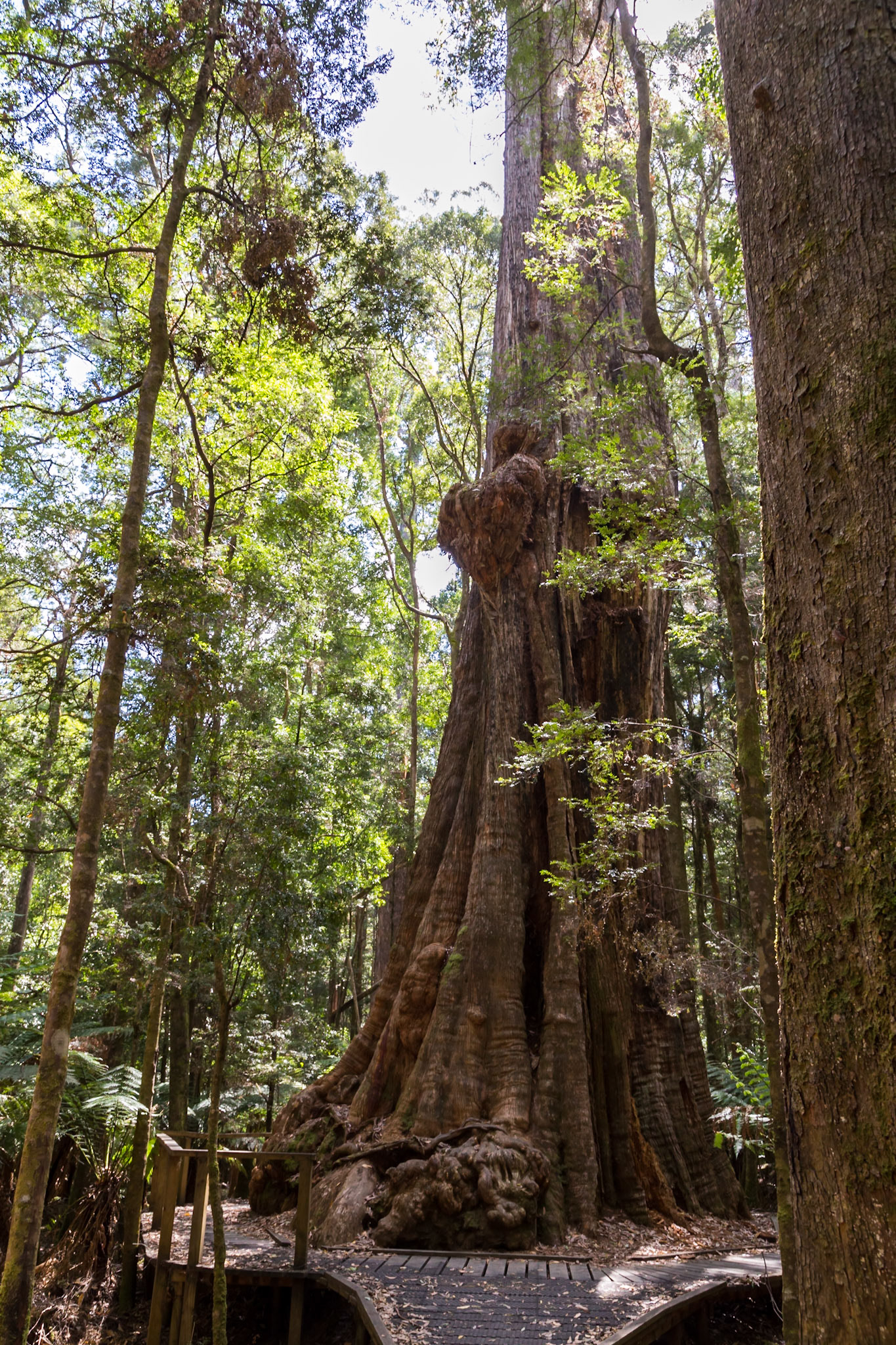 A 'eucalypt oblique' aka a 'browntop stringybark', it is estimated to be 400 years old. It is 62 metres tall but is believed to have been at one time up to 90 metres tall. The circumference at its base is 16 metres. In the Dip River Forest Reserve.