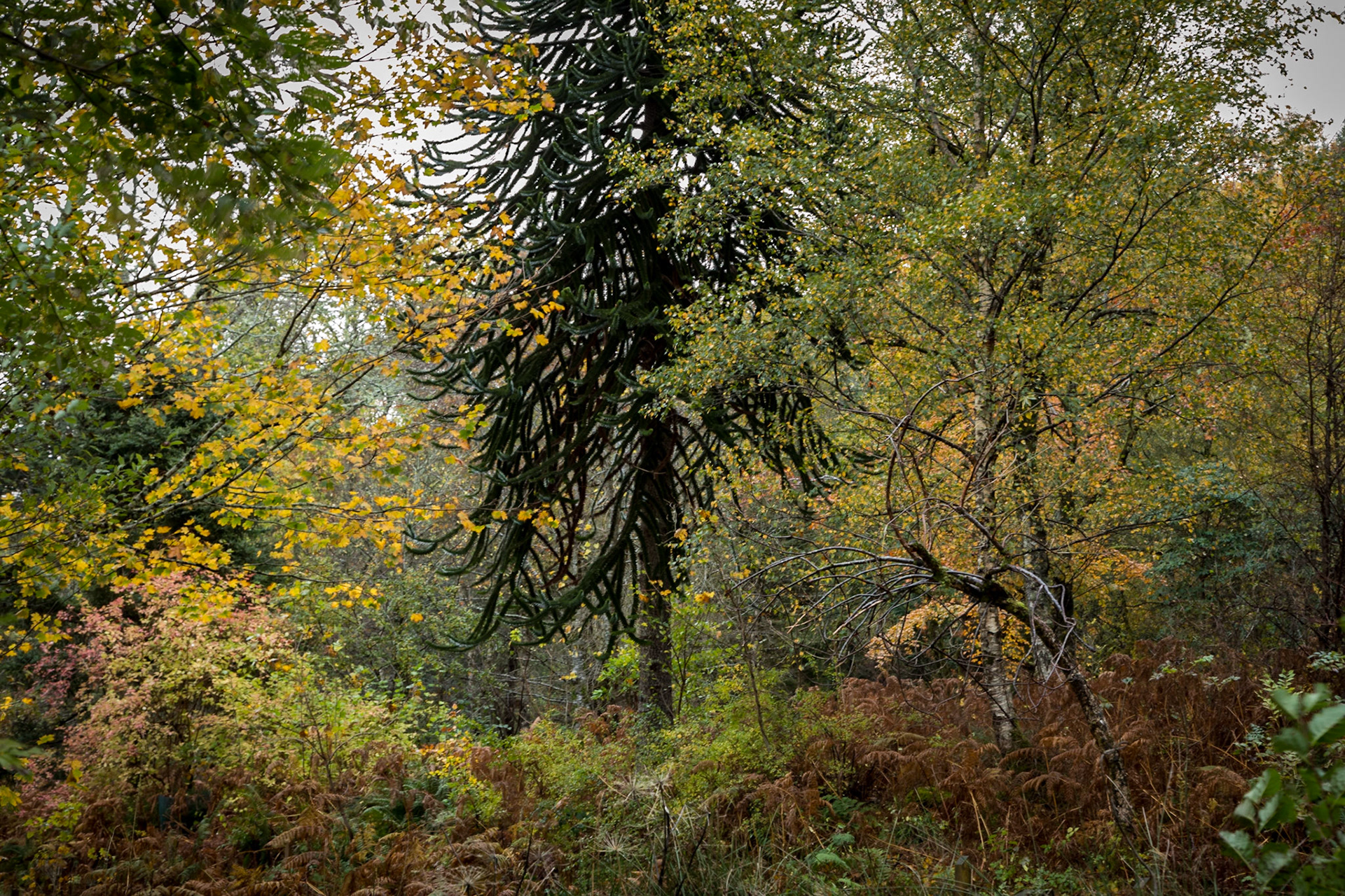 Lael Forest Garden, Auchindrean