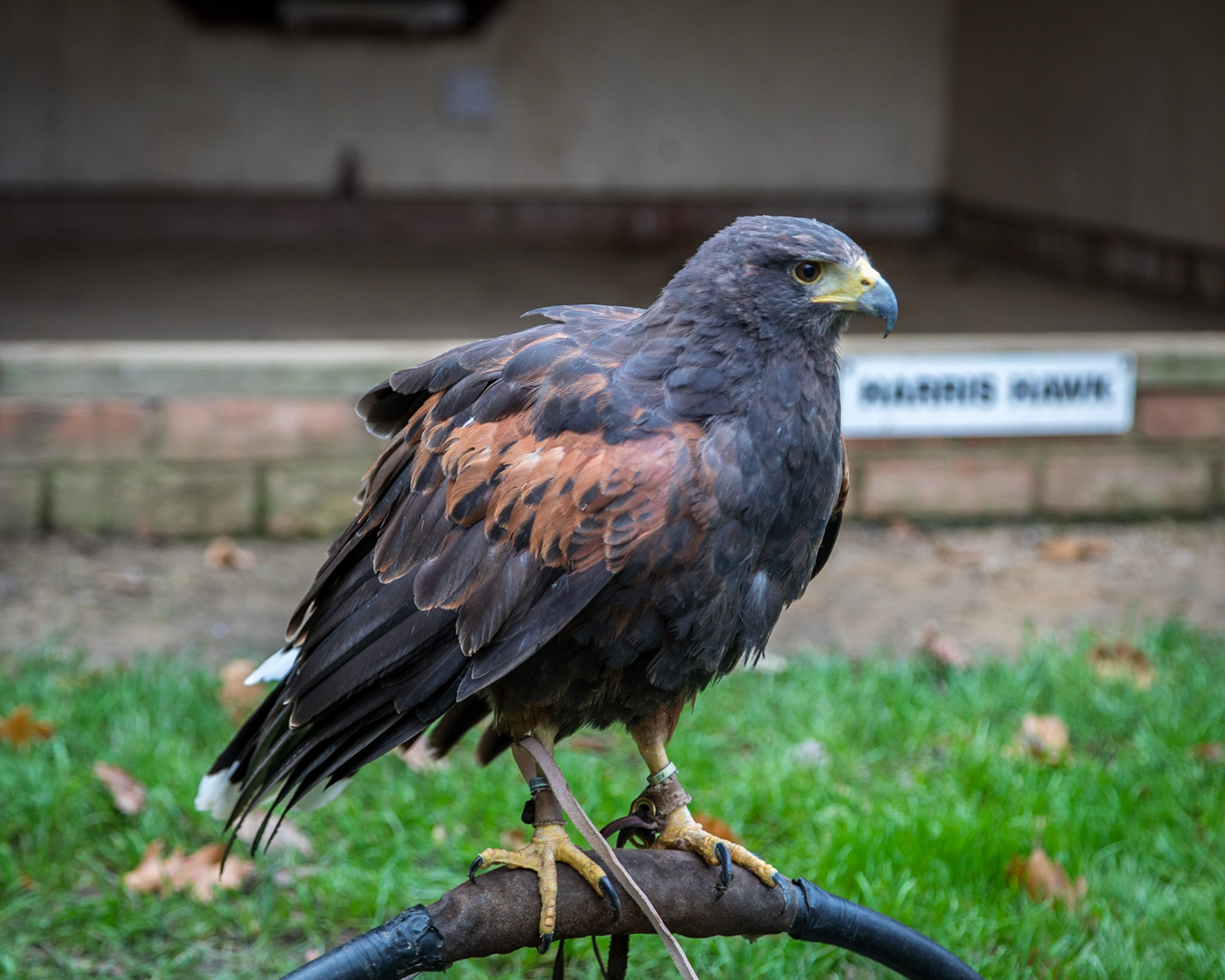 Along the Hawk Walk. They are trained birds, flown  free daily for around 8 months of the year.
