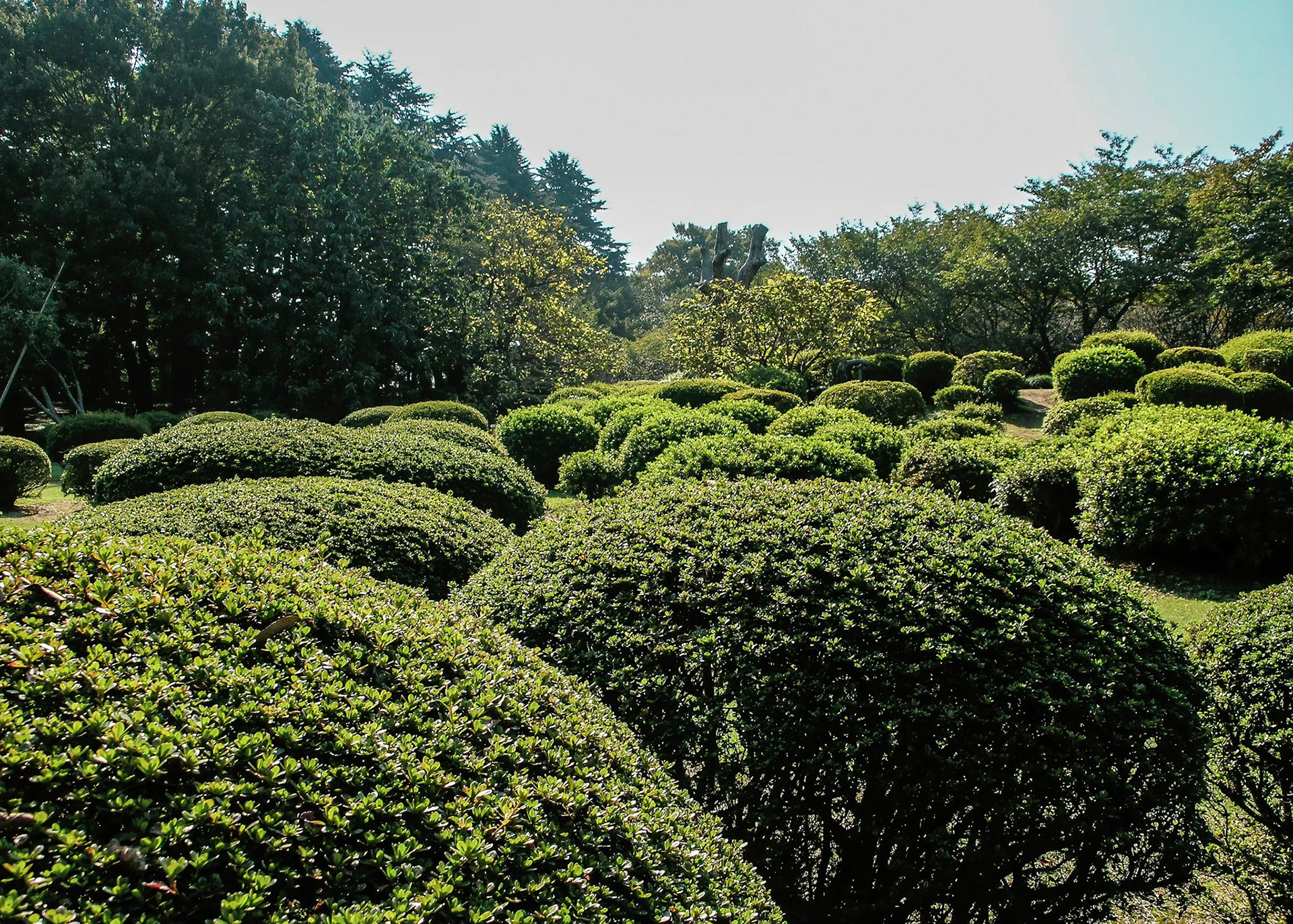 Shinjuku Gyoen National Garden
