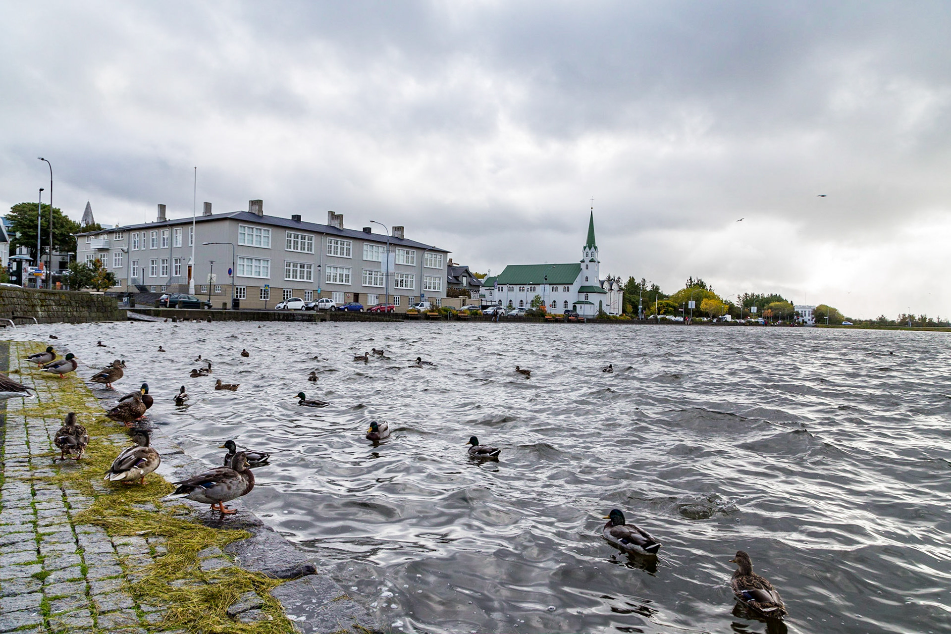 Tjörnin, or the Pond. It is a shallow lake in the center of Reykjavík