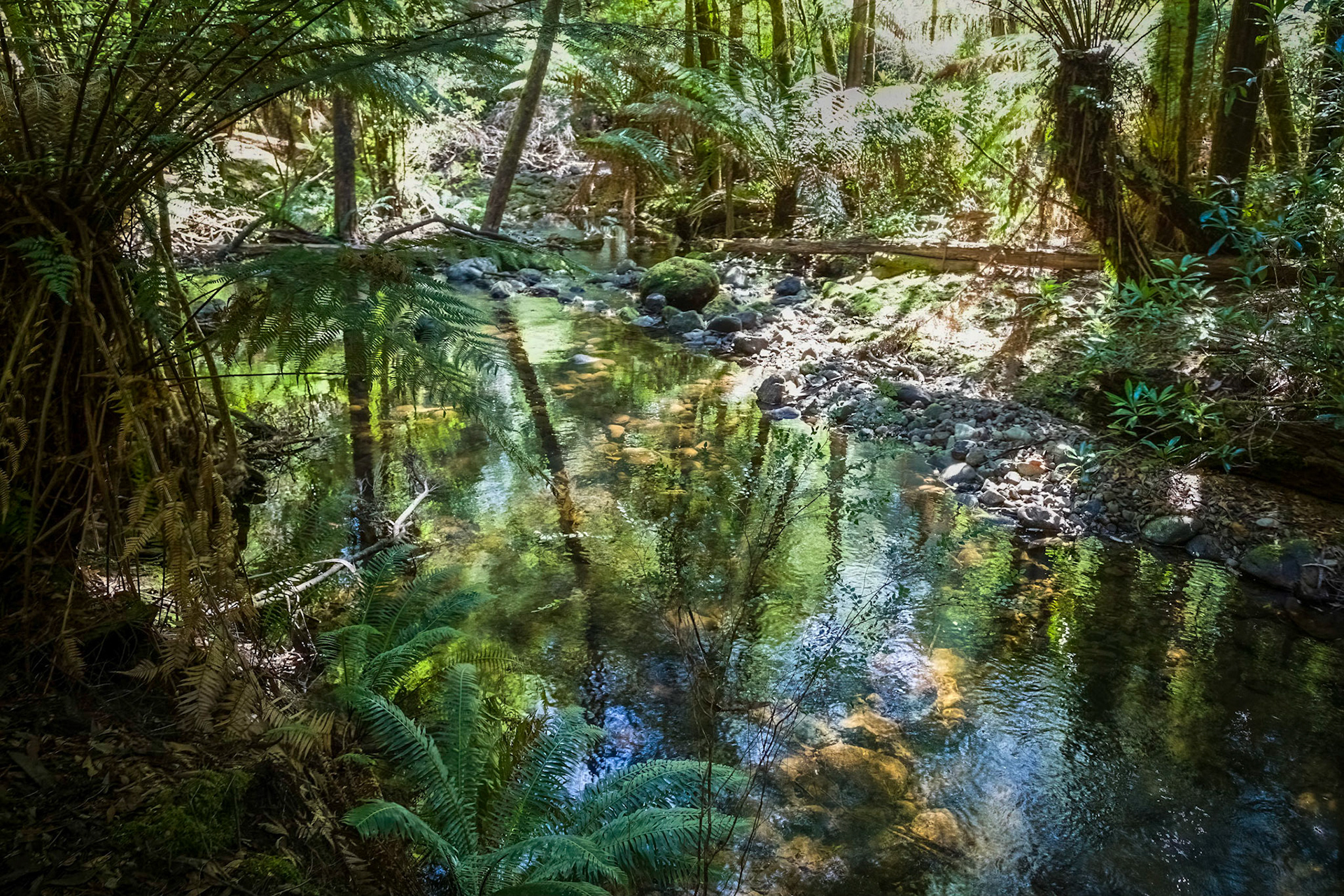Stream in a rainforest clearing In the Mount Field National Park