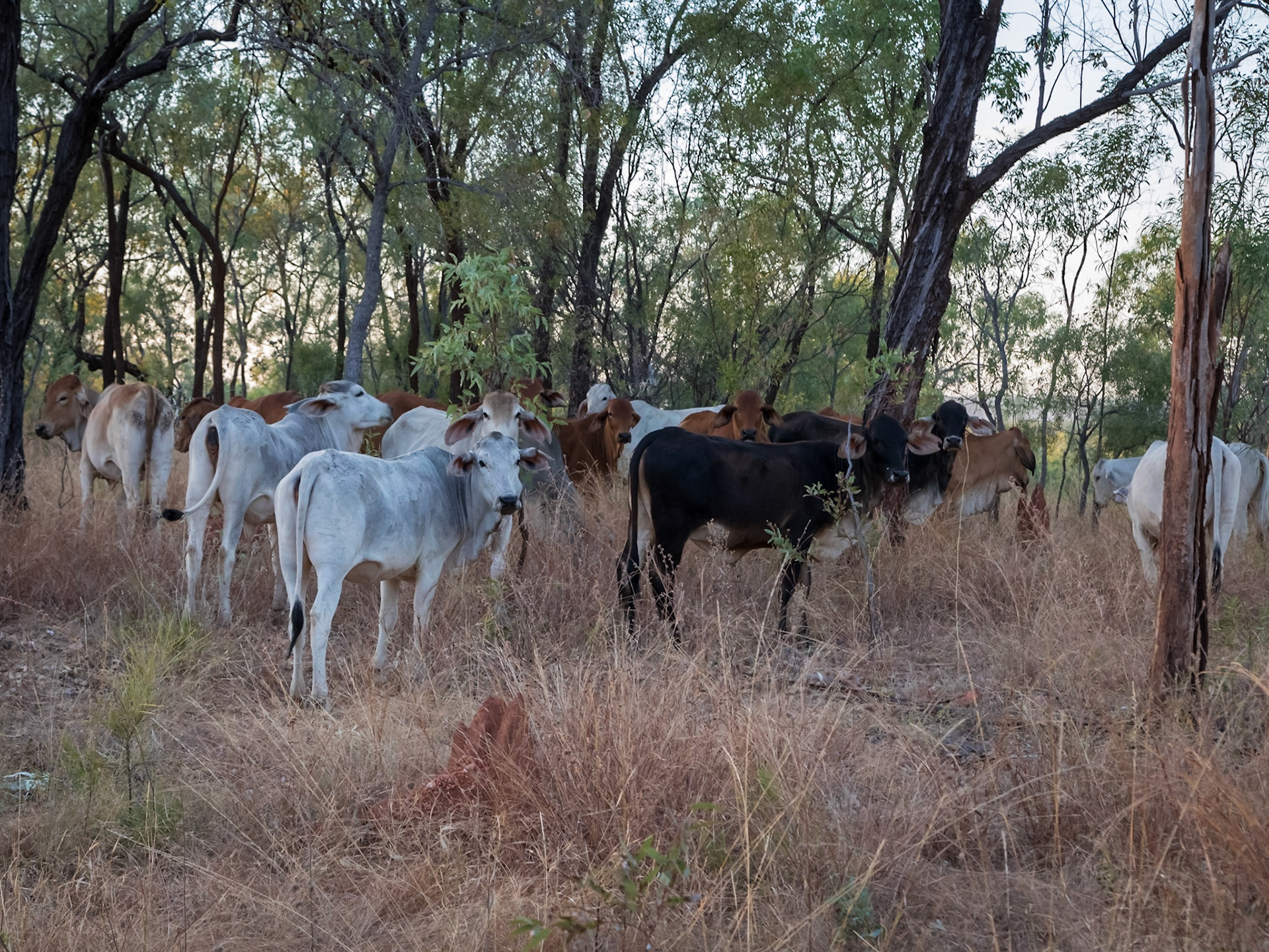 Cattle, on the descent from Russell's Lookout