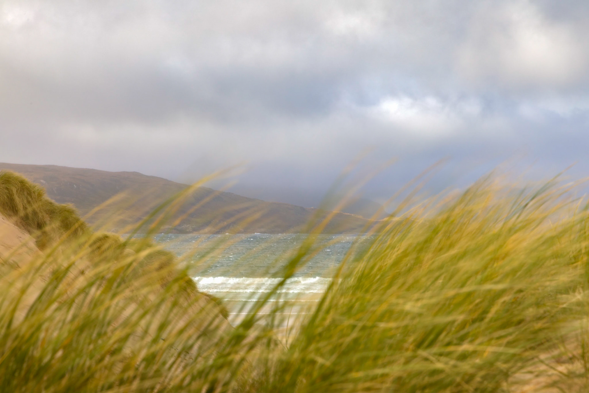 Marram grass blowing around in a fierce wind , on the sand dunes of Balnakeil Beach