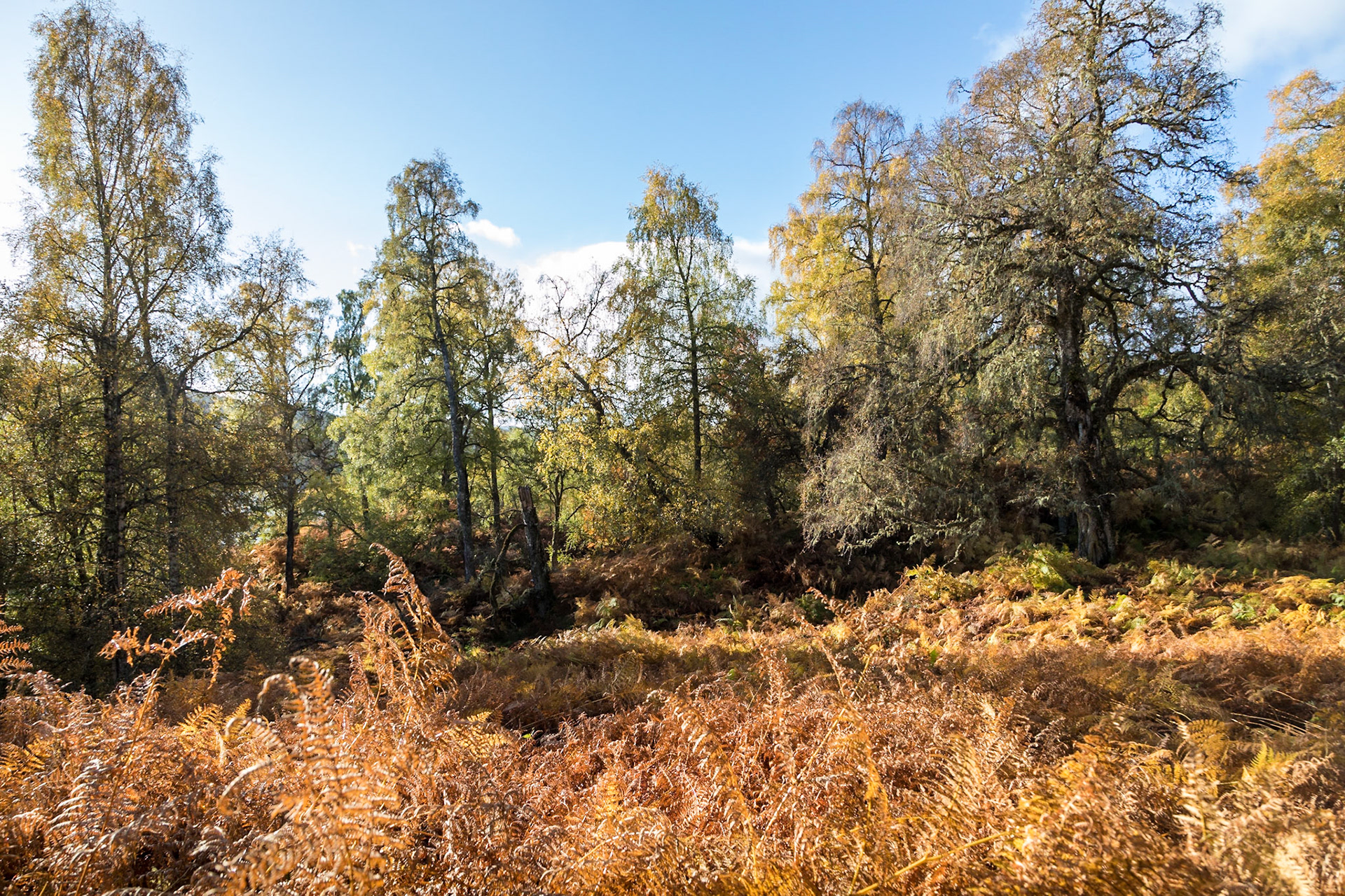 In Glen Affric, on a trail around Loch Beinn a' Mheadhoin, Highlands.