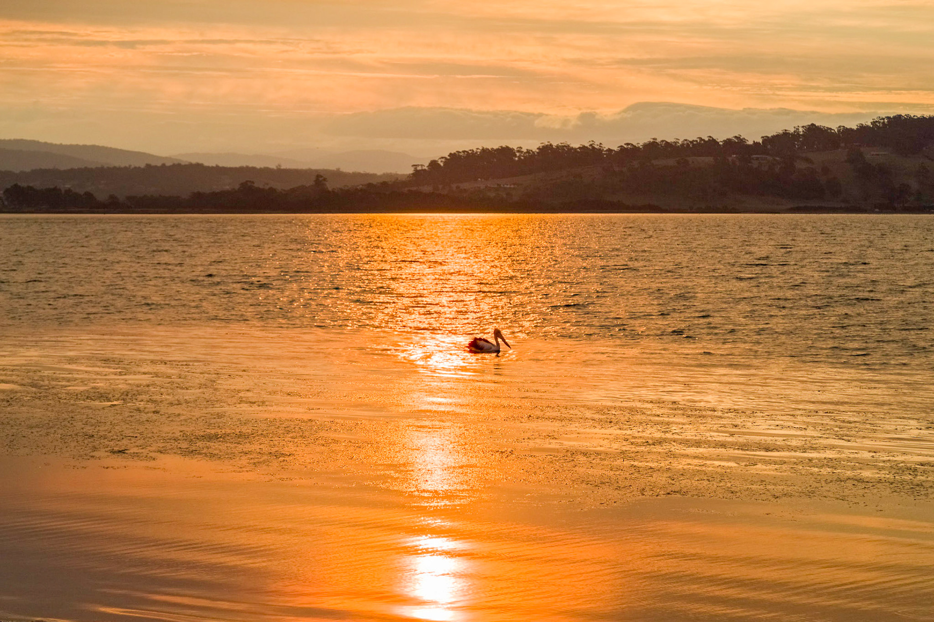 Pelican on St Georges Bay. Sun setting through a haze of smoke from forest fires.