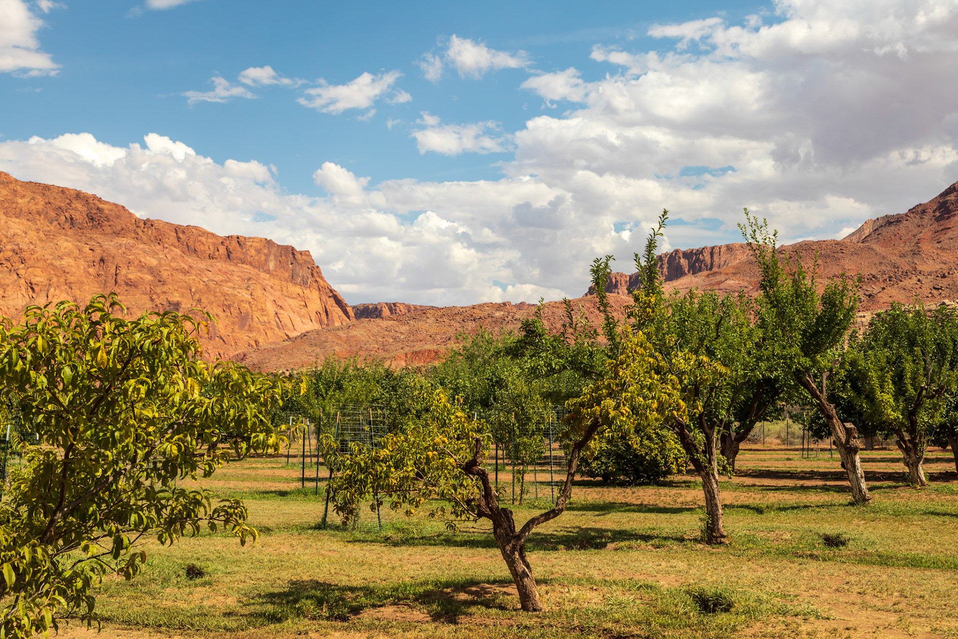 Orchard, at the Historic Lonely Dell Ranch, Glen Canyon