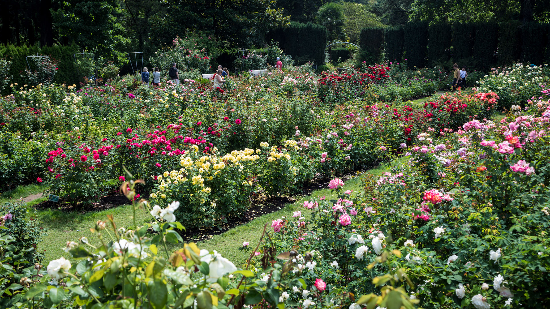 International Rose Test Garden. Over 10,000 rose bushes.