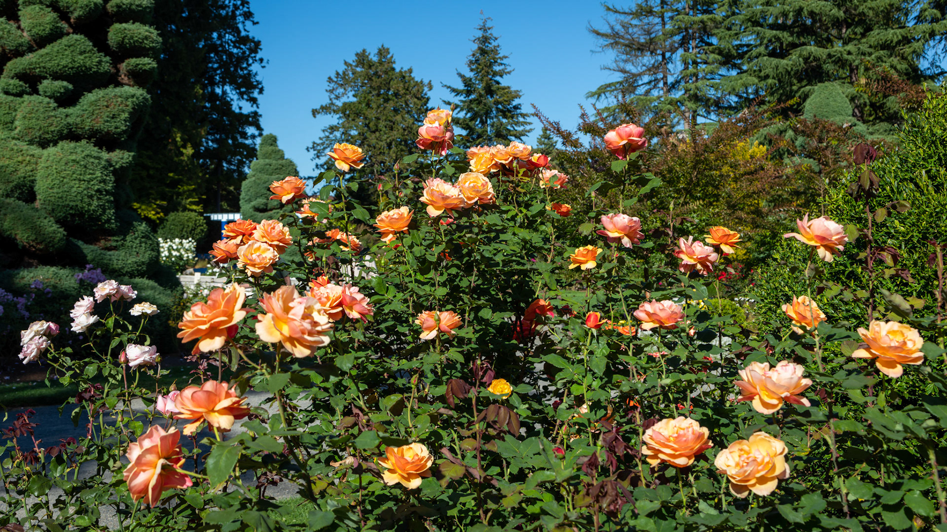 Woodland Park Rose Garden