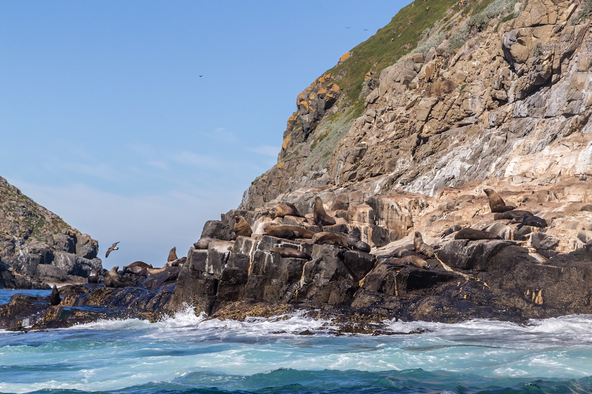 Australian Fur Seals. On The Friars islets just off the coast from the South Bruny National Park