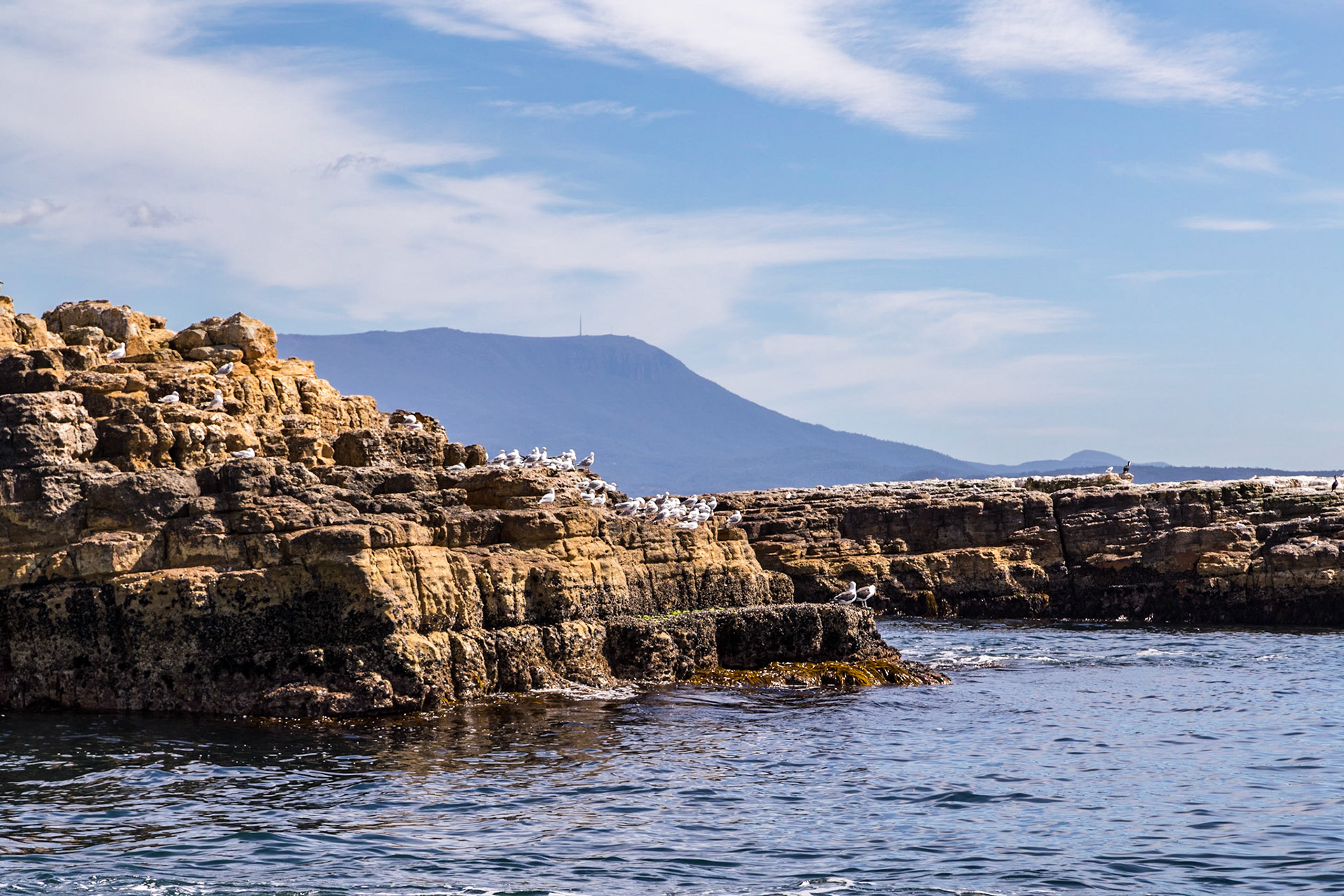 Marine birds resting near Tin Pot lighthouse in Storm Bay, with Mt Wellington looming in the background