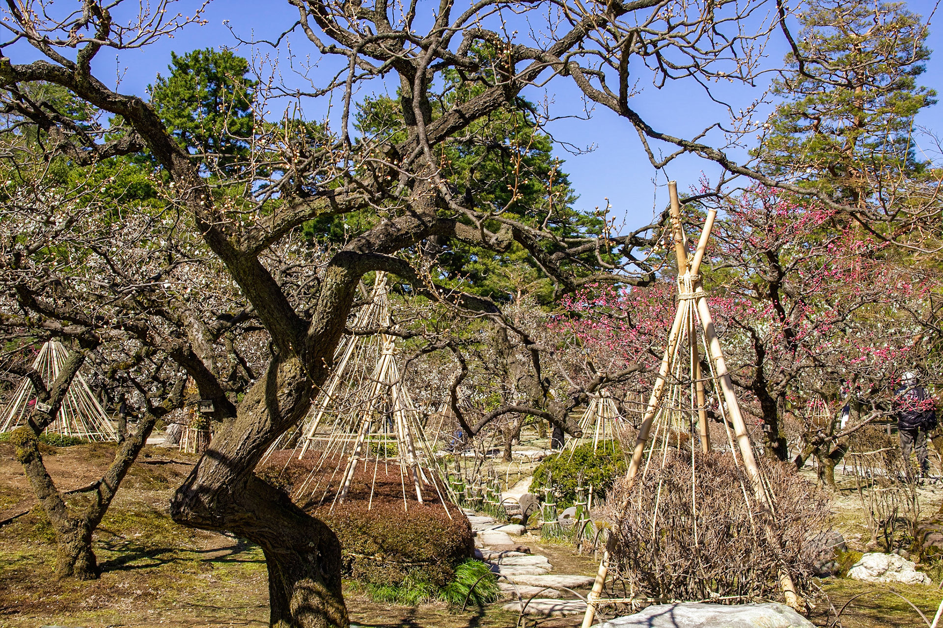 Plum Grove. 20 types. Kenrokuen Garden
