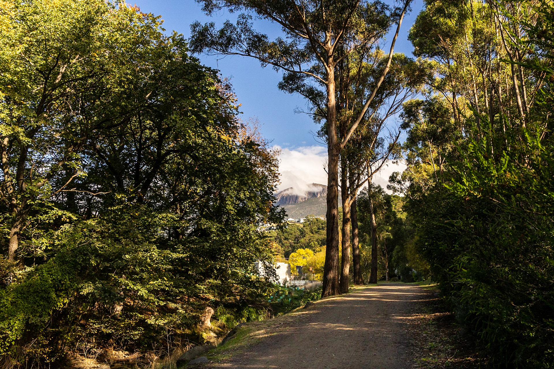 Along the Hobart Rivulet Track