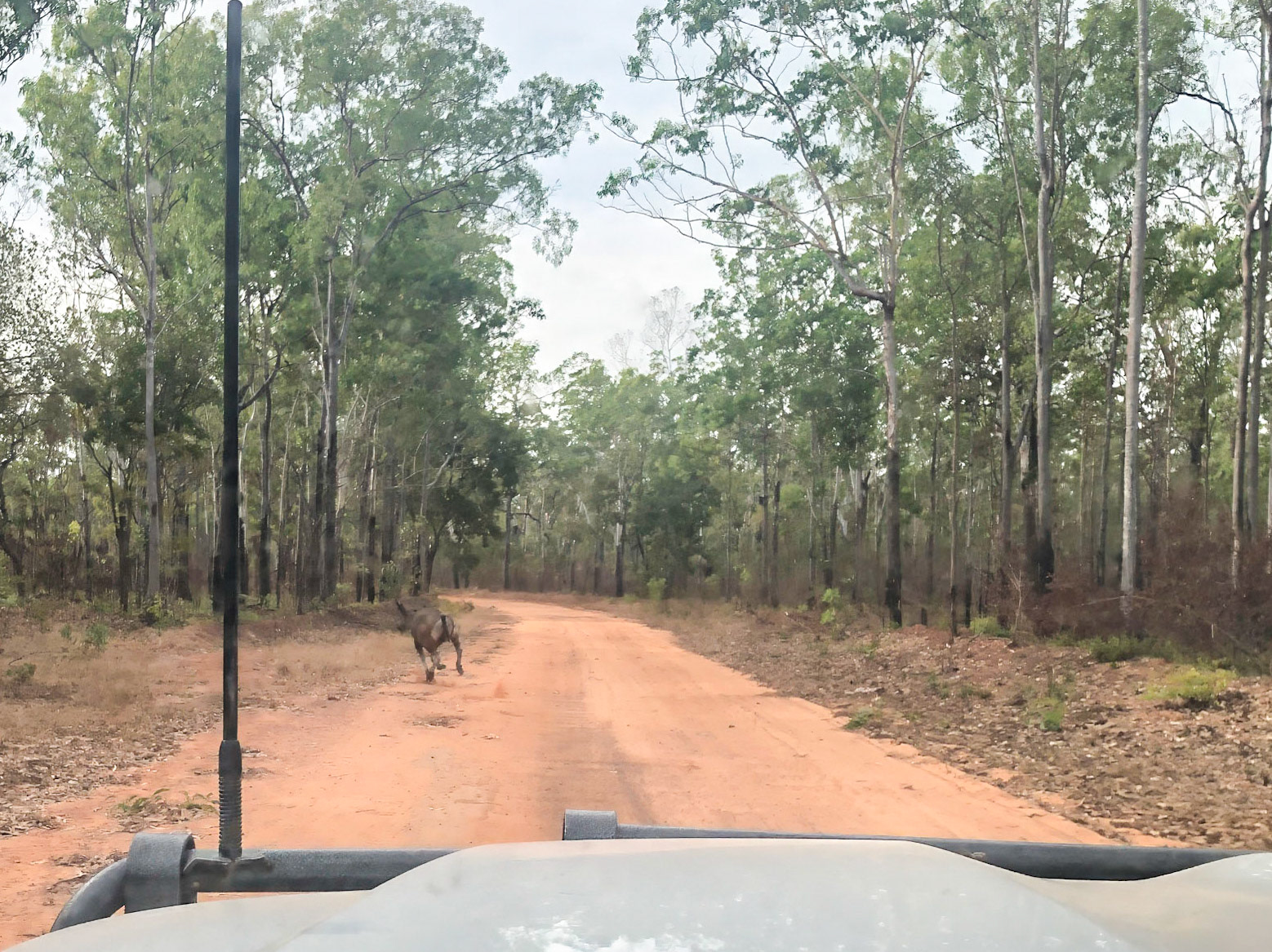 A banteng cow; on Smith Point Road, Garig Gunak Barlu National Park, Cobourg Peninsula.