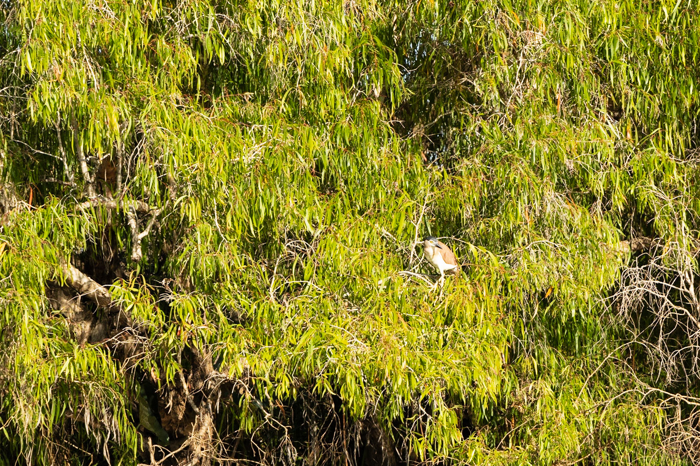 Heron, Corroborrie Billabong, Mary River
