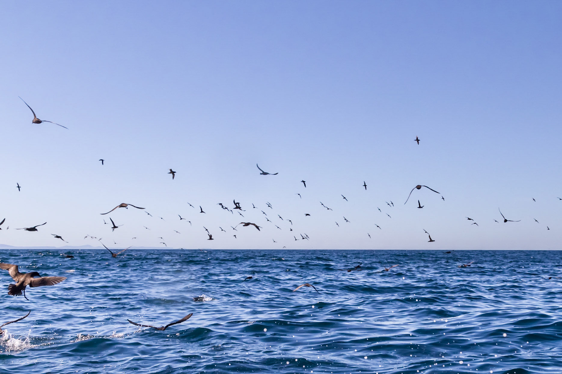 Big flock of Shearwaters following a school of fish