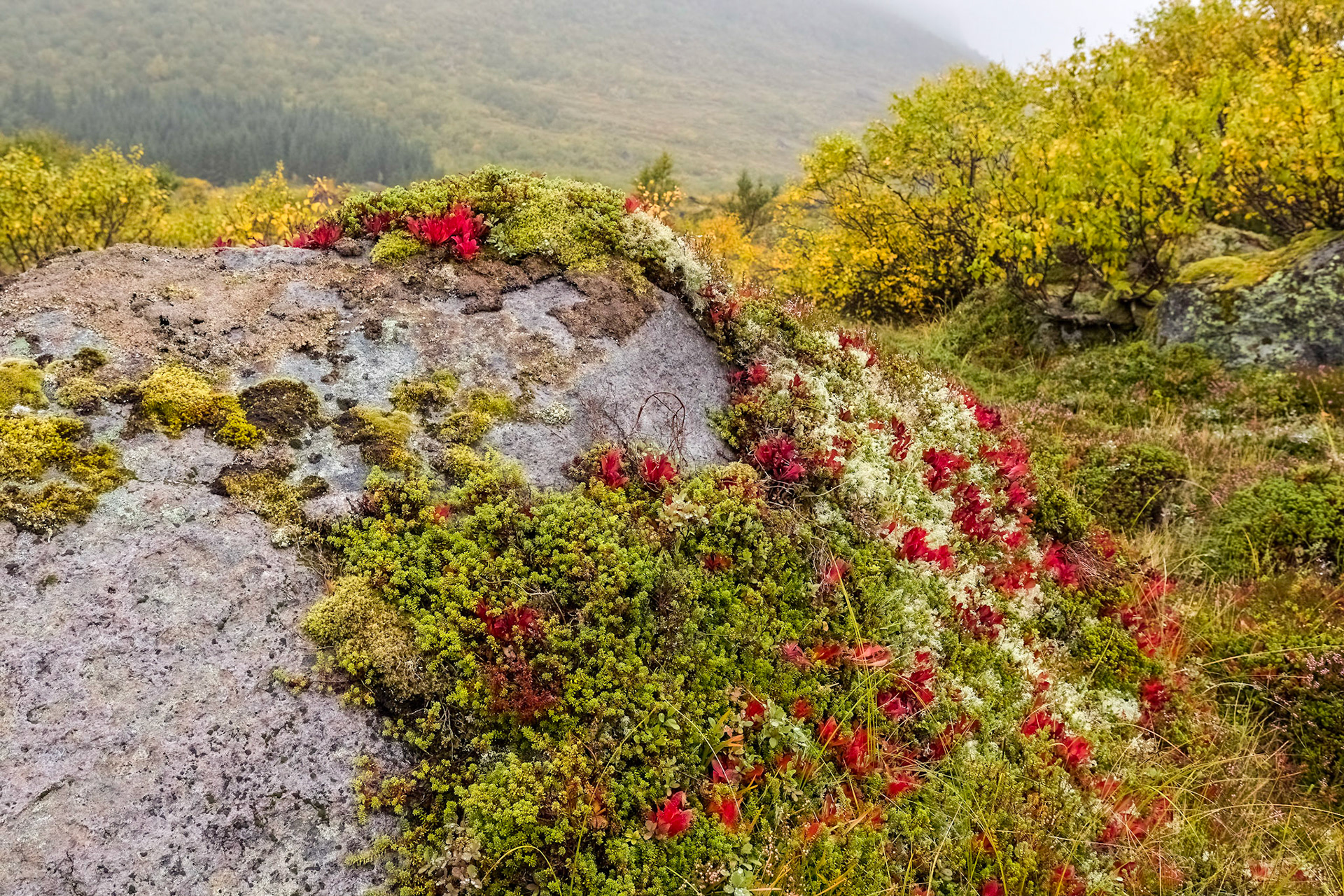 Roadside (Fv807). 04:34 pm.