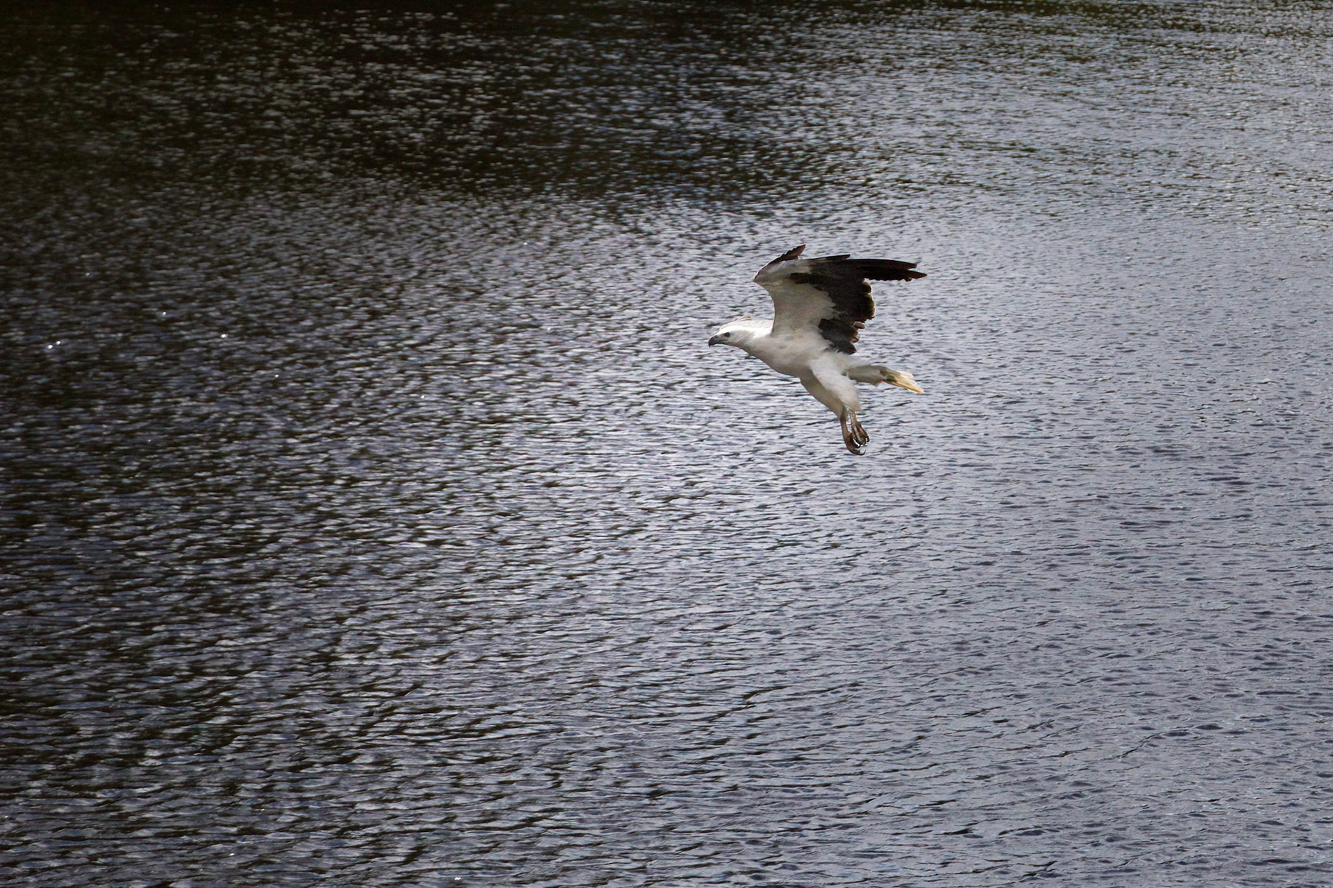 Sea Eagle on the Arthur River