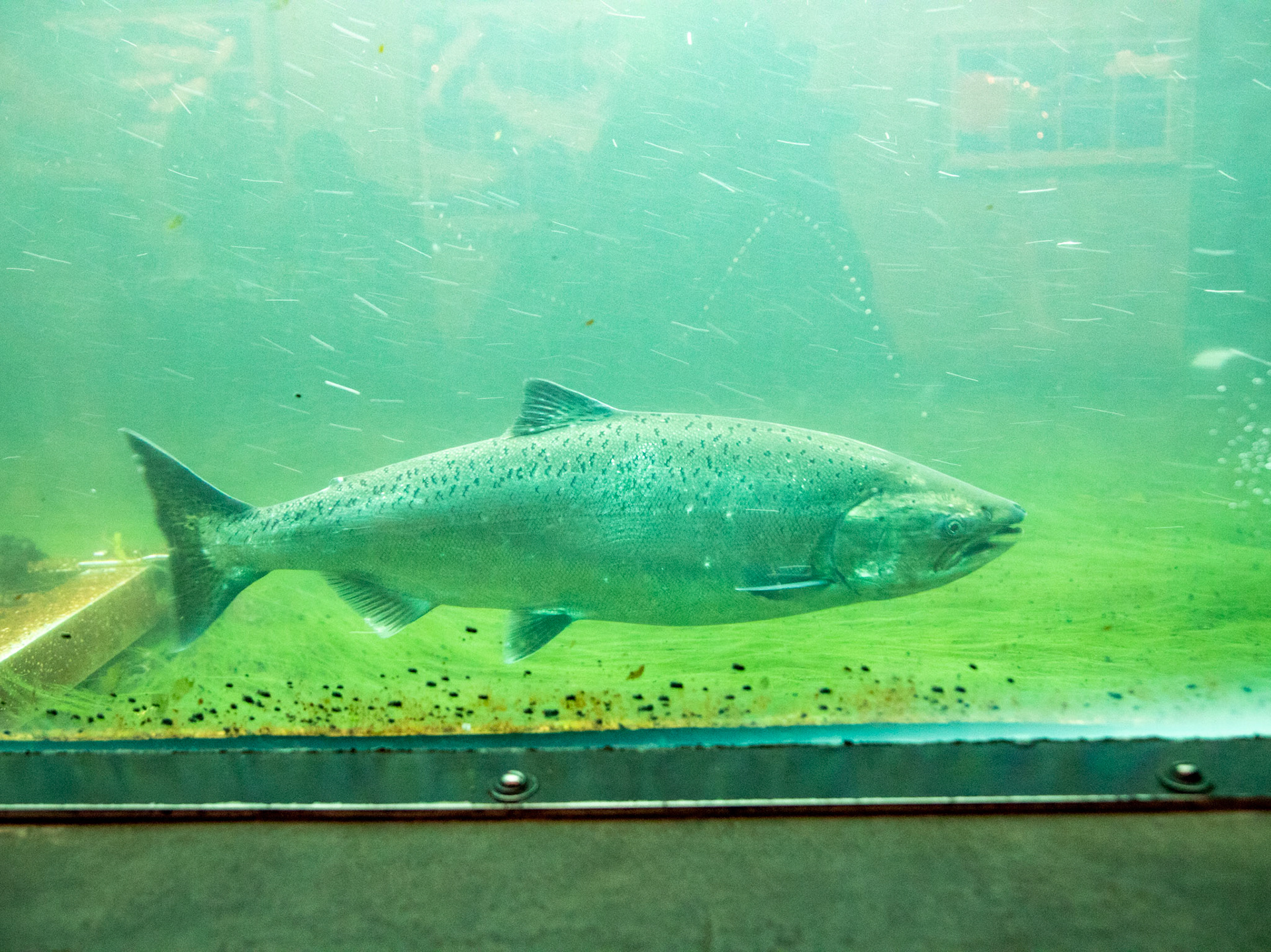 A salmon swims up the Ballard Locks Fish Ladder