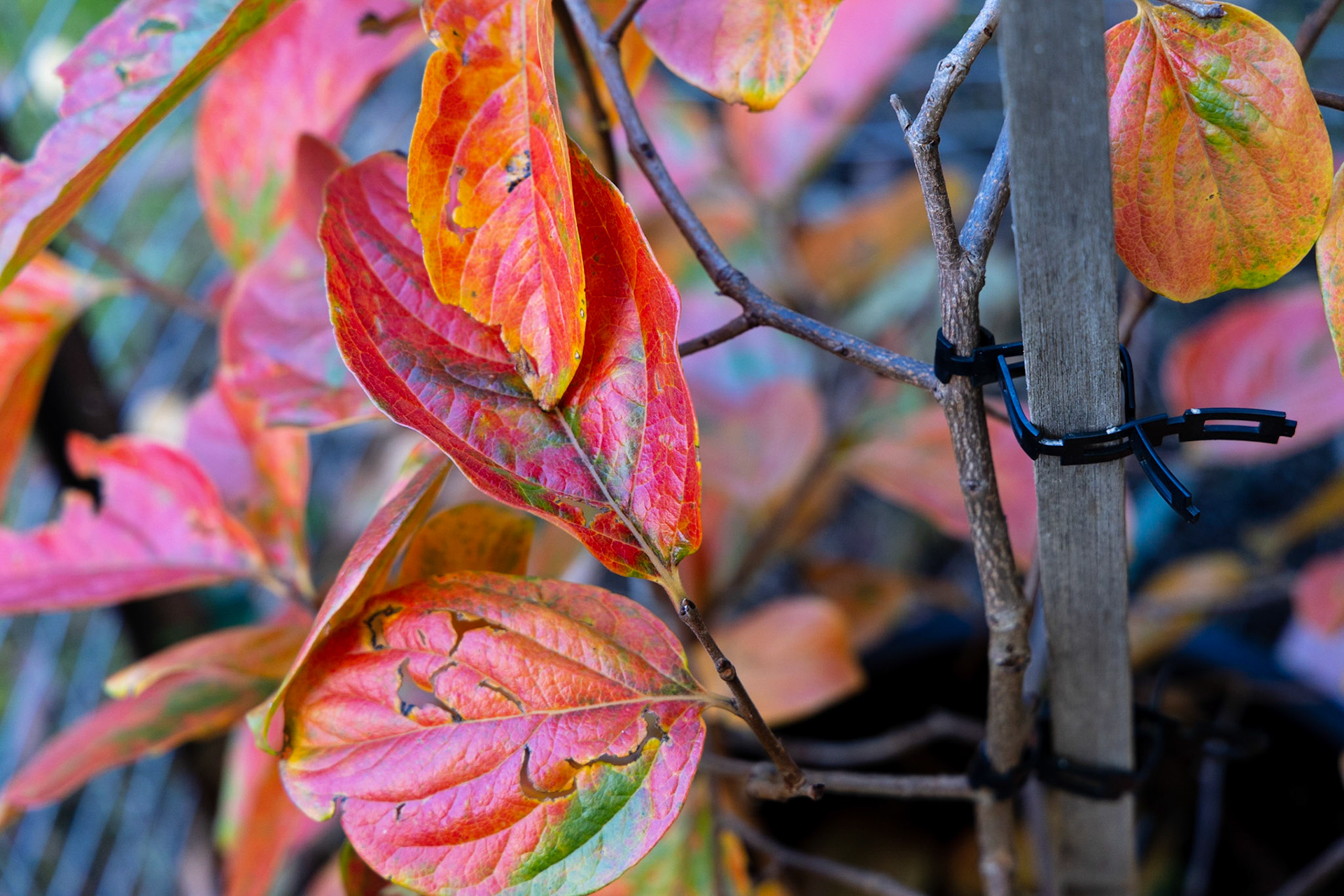 Autumn : Along the Hobart Rivulet Track.