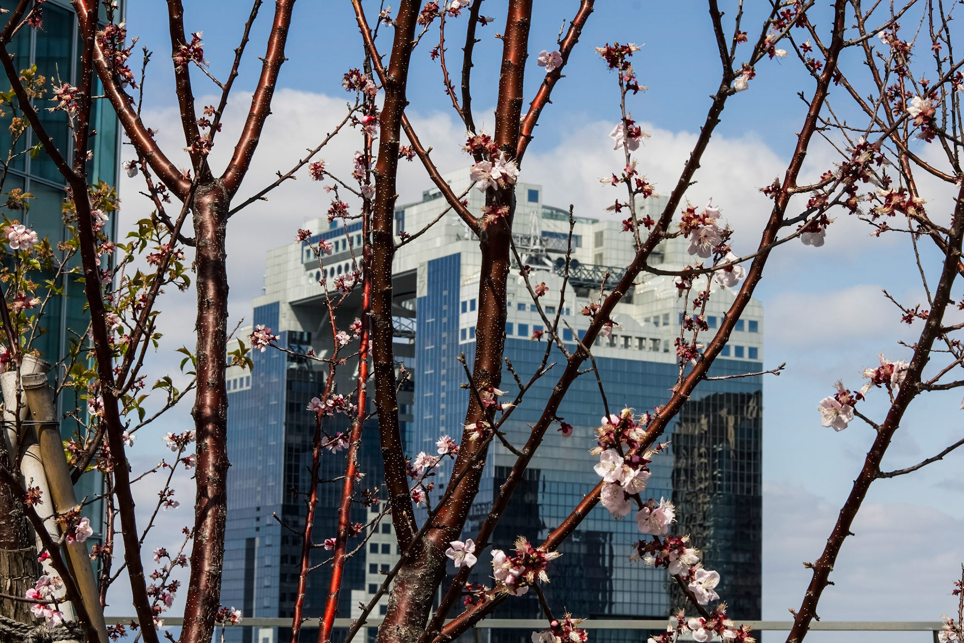 Blossoms &amp; Umeda Sky Building . Viewed from Tenku-no-noen Farm, on the roof, Osaka Station City North Building. Through the cherry tree blossoms.