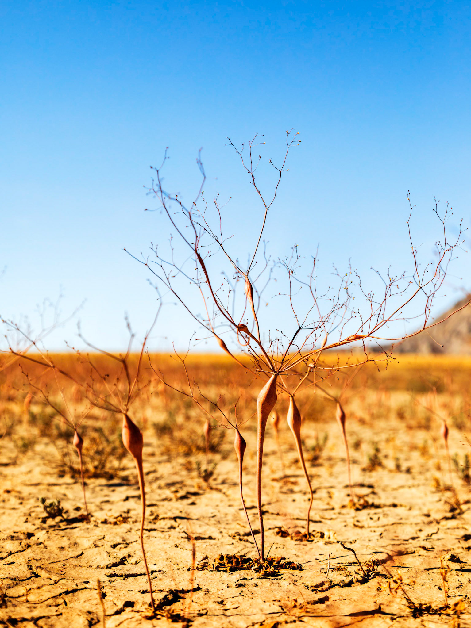 Desert plants around Factory Butte