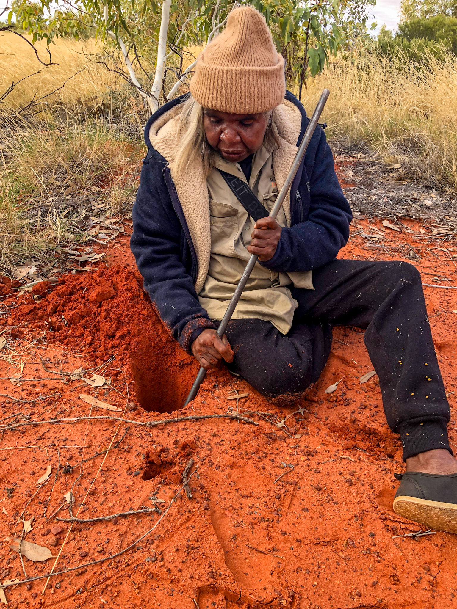 Mantua digging for a sand goanna