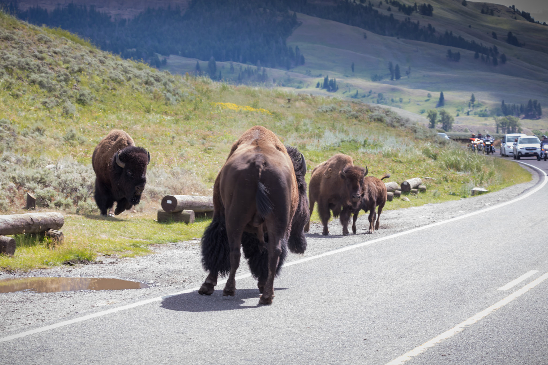 Challenger bull approaches a bull with cows and calf