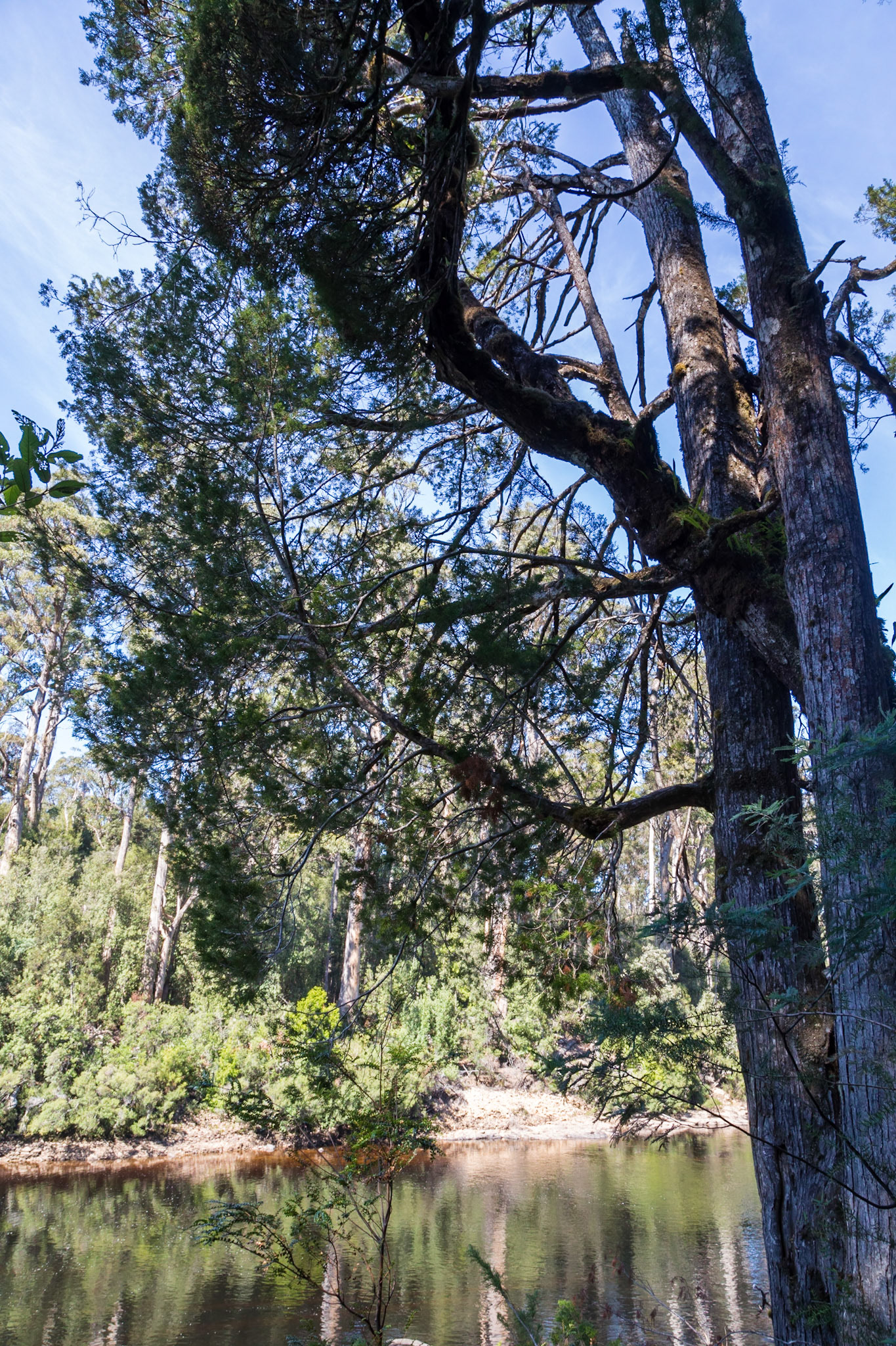 Huon Pine (Lagarostrobus franklinii)