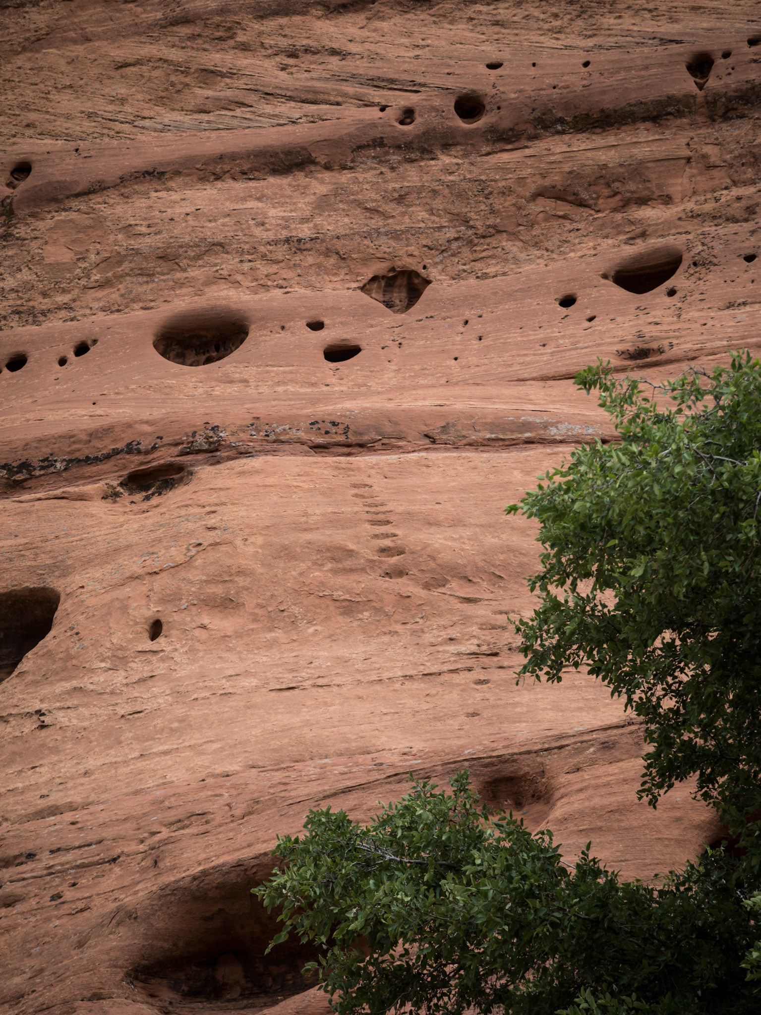 Anasazi ladder cut into the cliff face