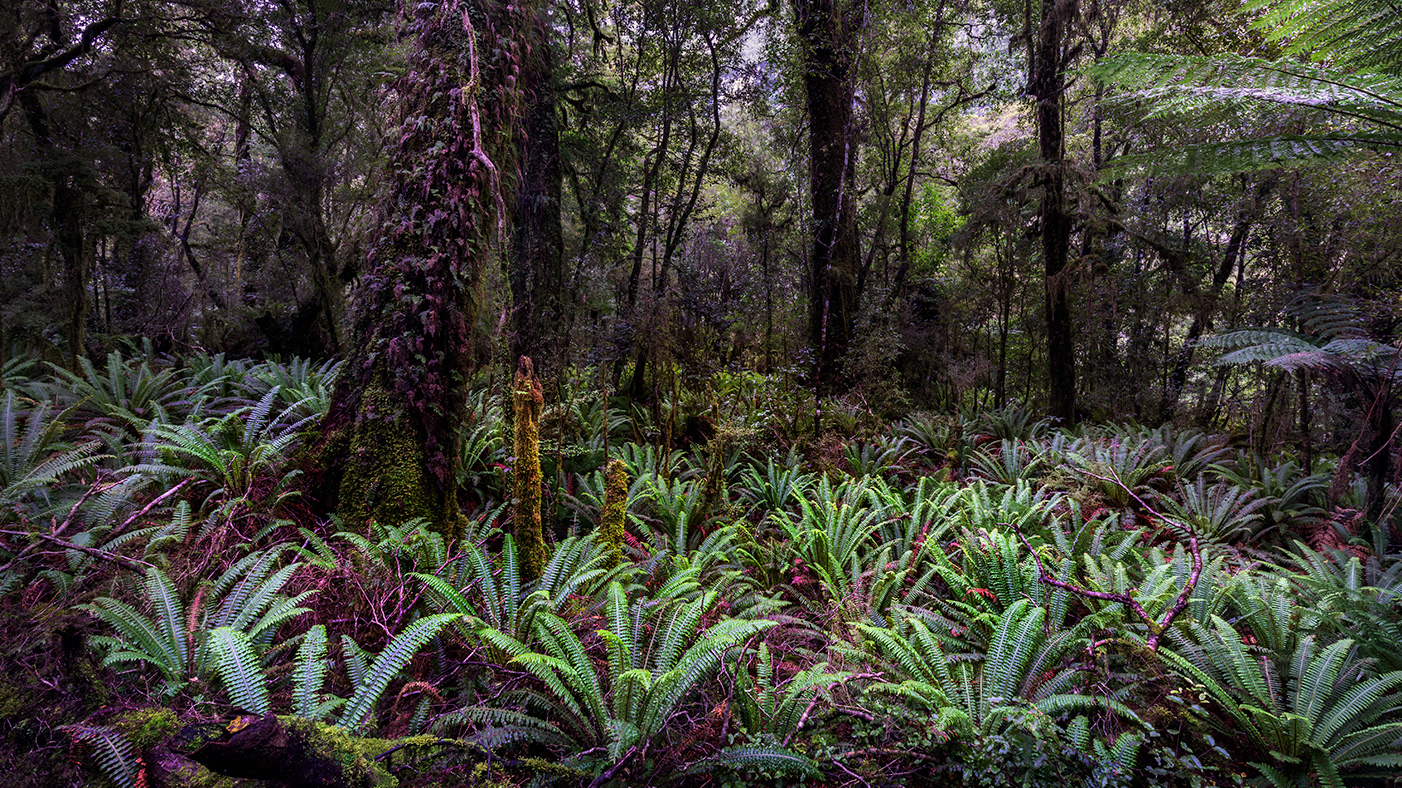 Tutoko Valley River Hike