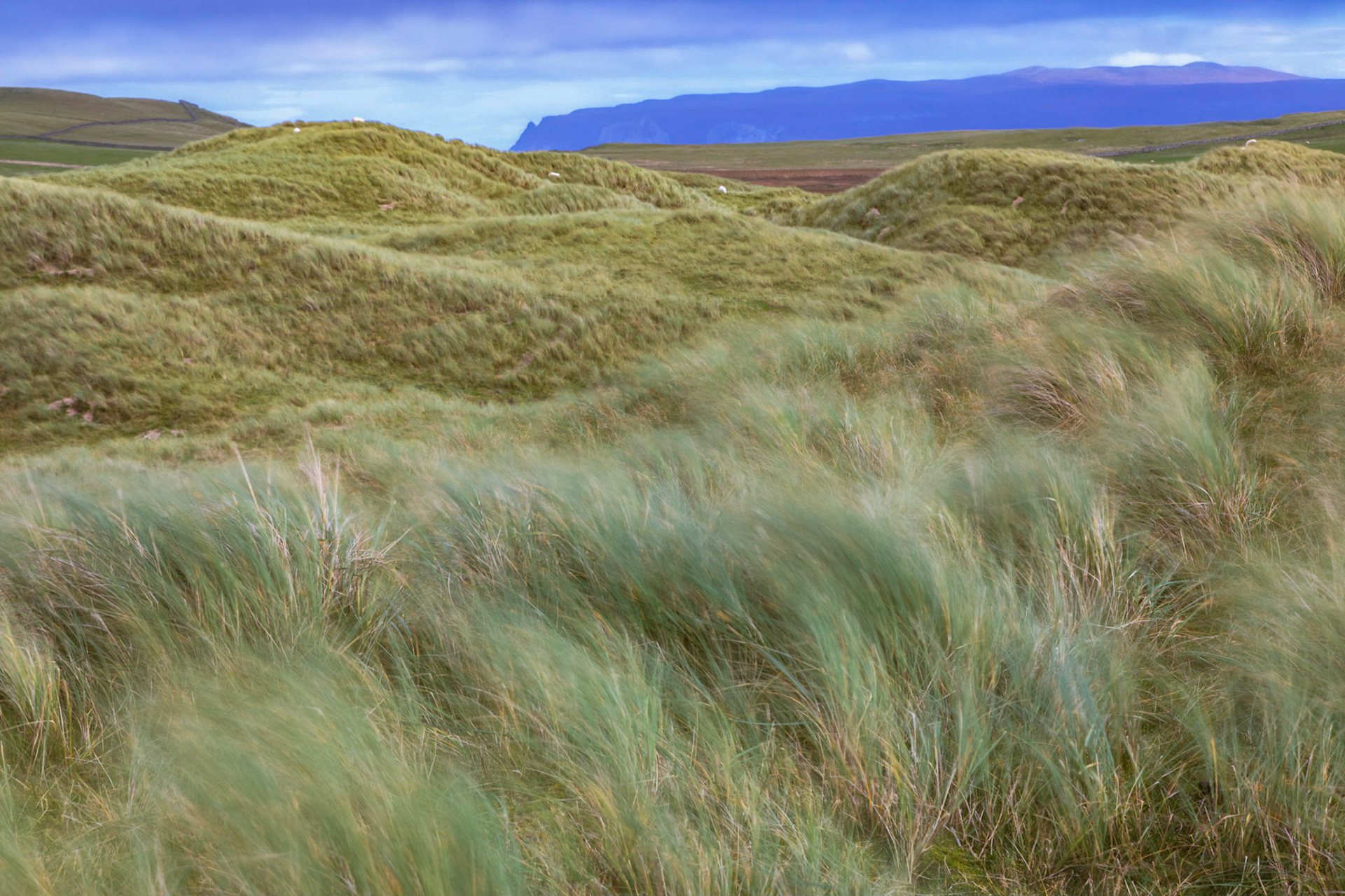 Marram grass blowing around in a fierce wind , on the sand dunes of Balnakeil Beach