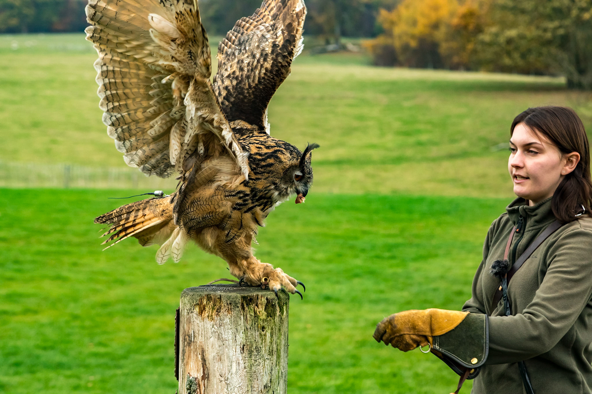 Eurasian Owl in the flying ground