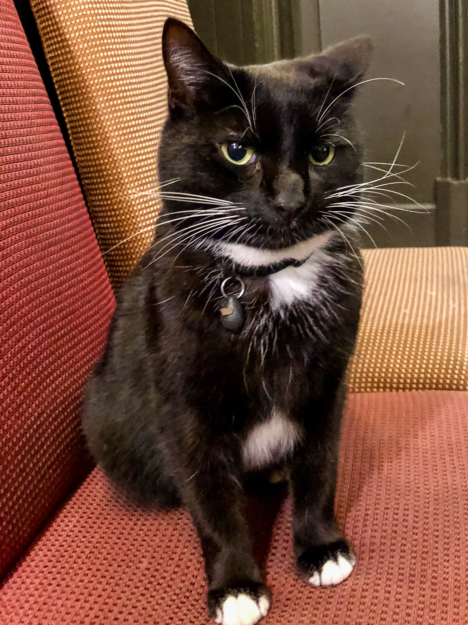 Ballachulish Hotel resident cat