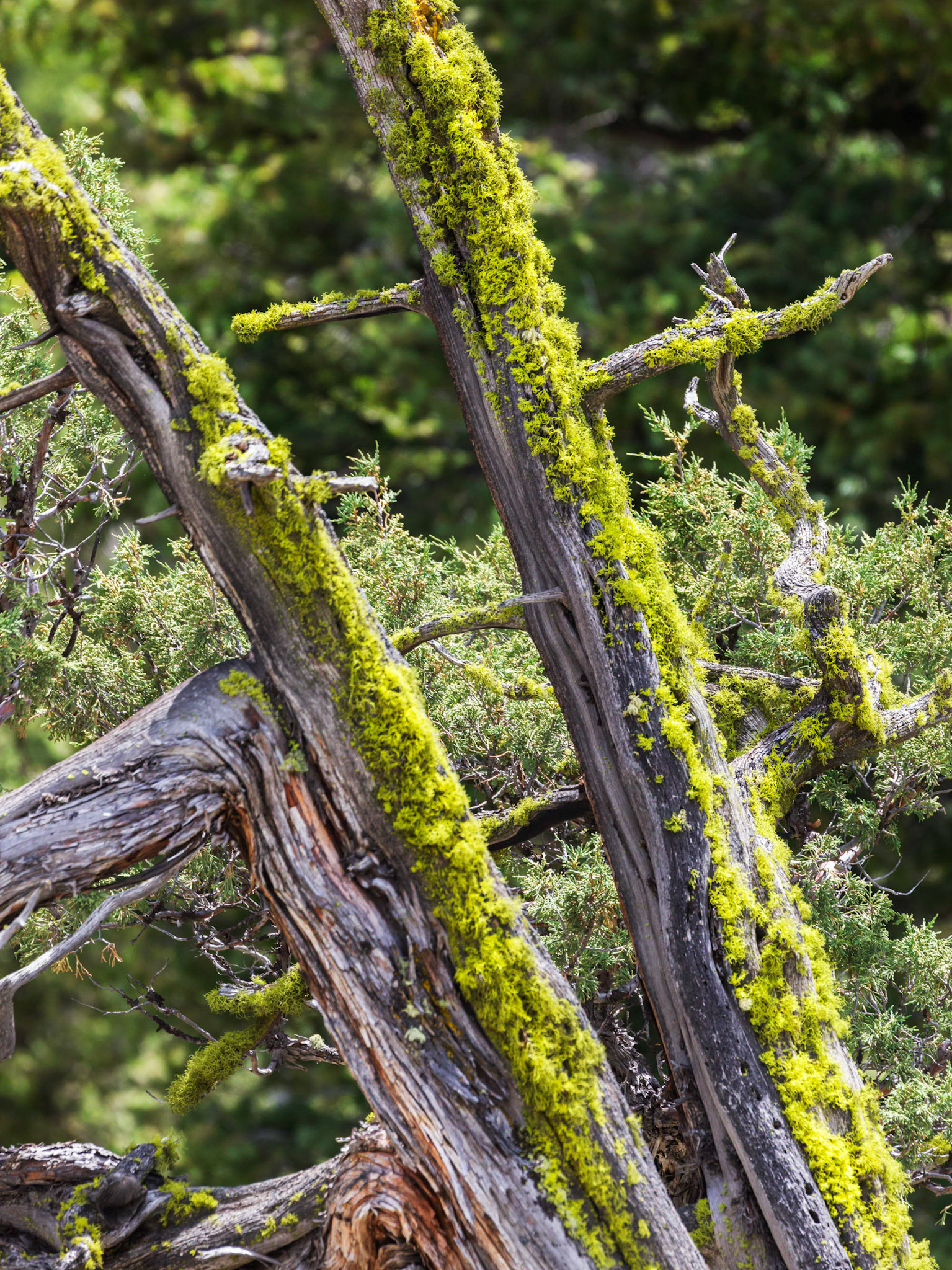 In the Lamar River Canyon