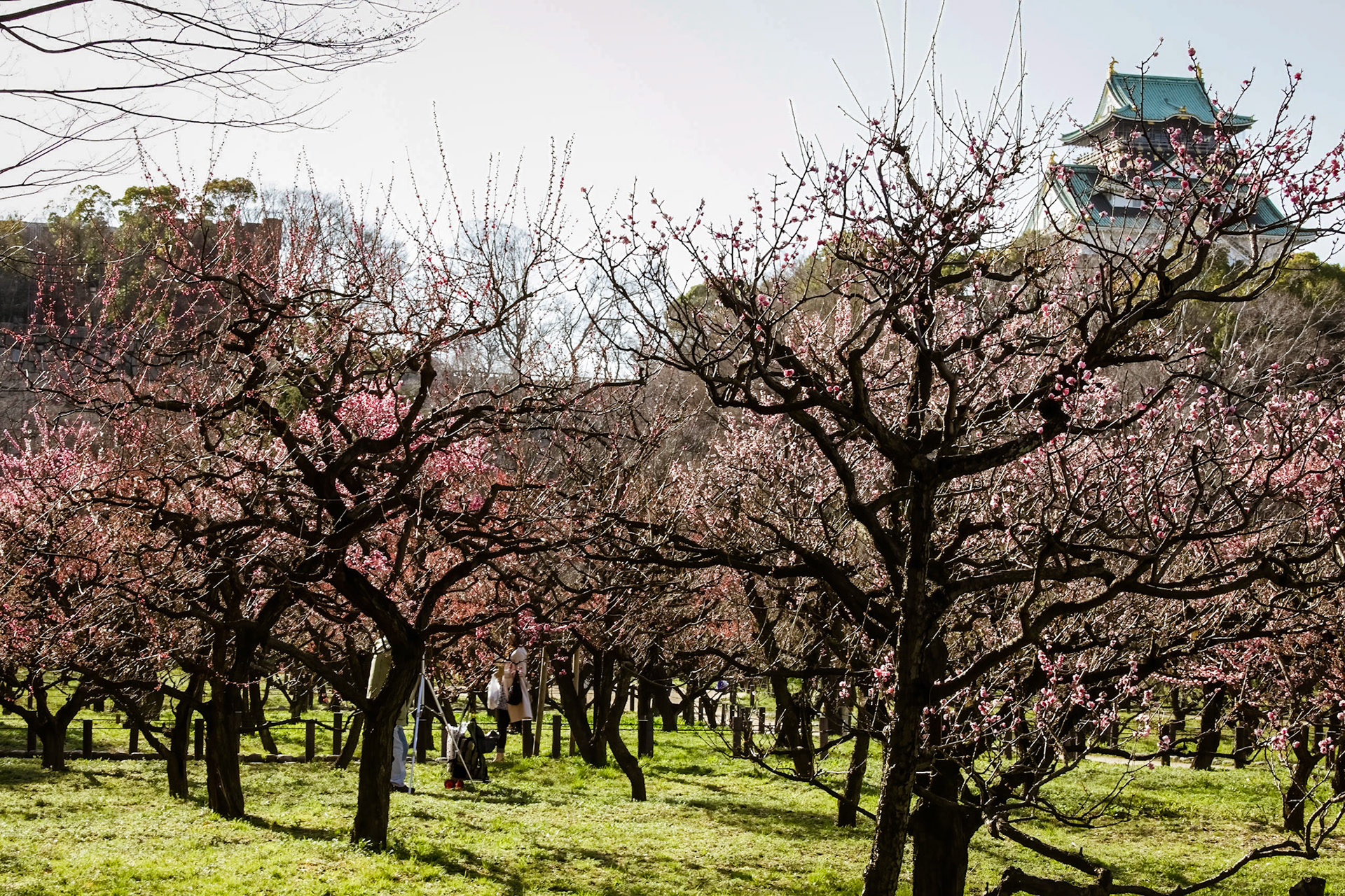 Osaka Castle Park