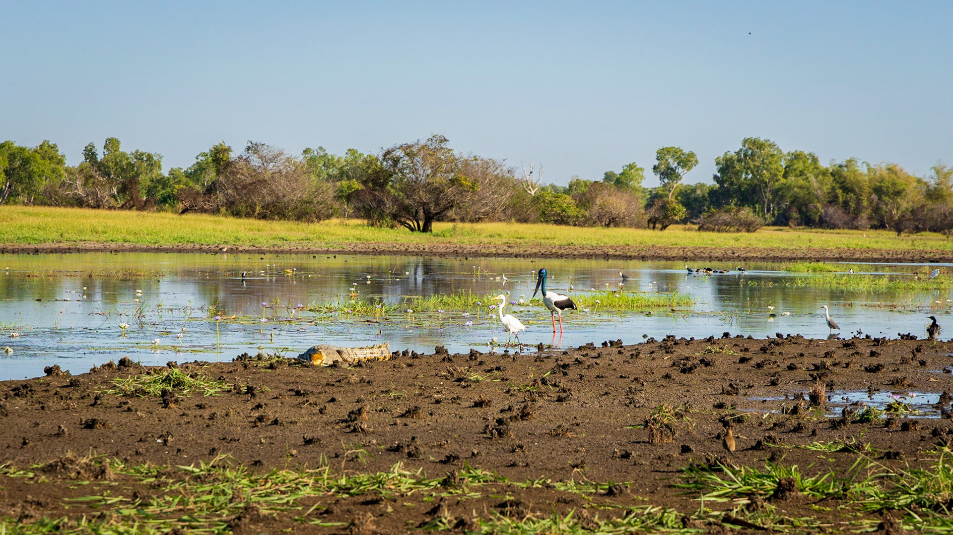 Corroborrie Billabong, Mary River