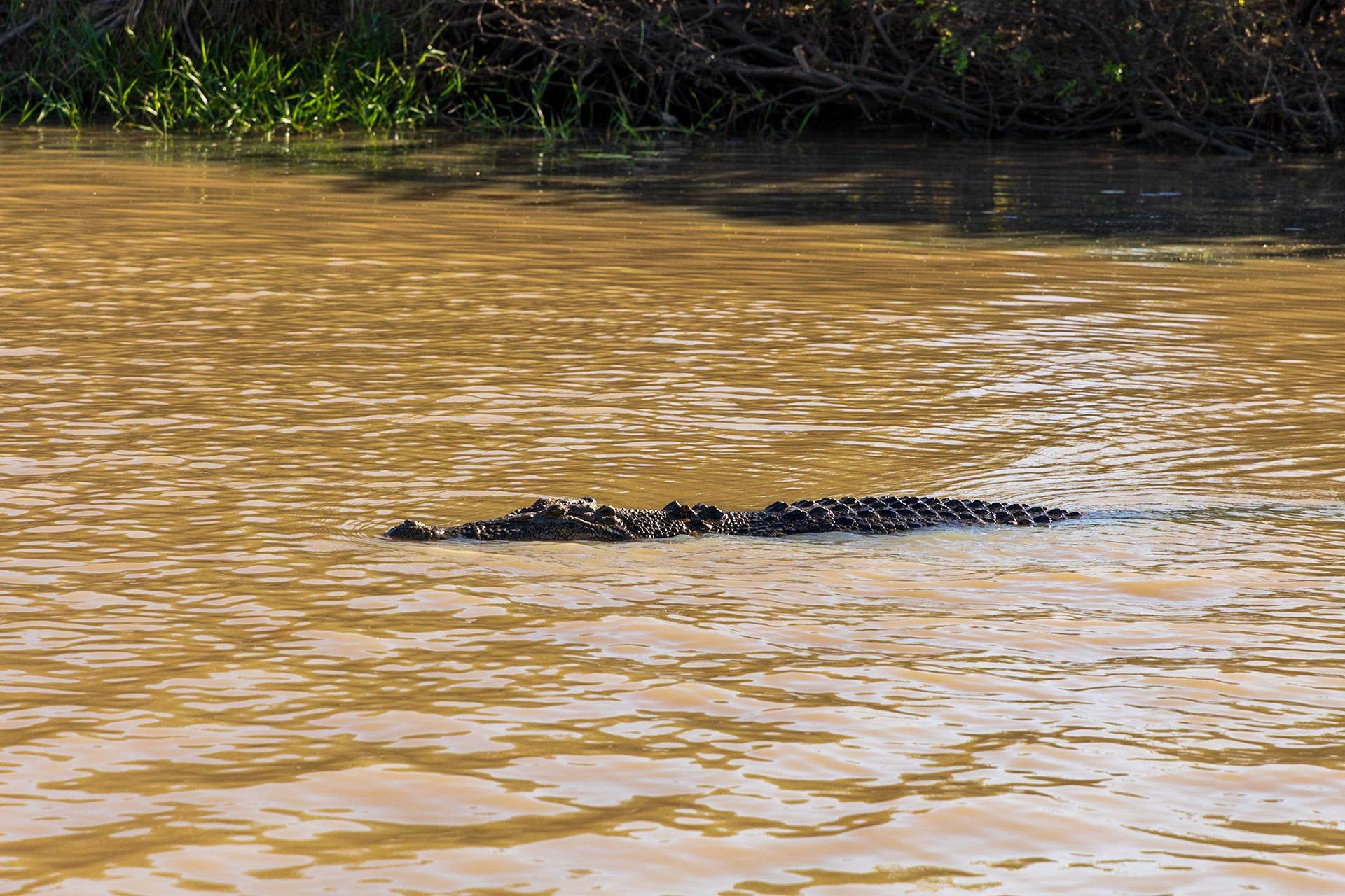 Crocodile; Corroborrie Billabong, Mary River