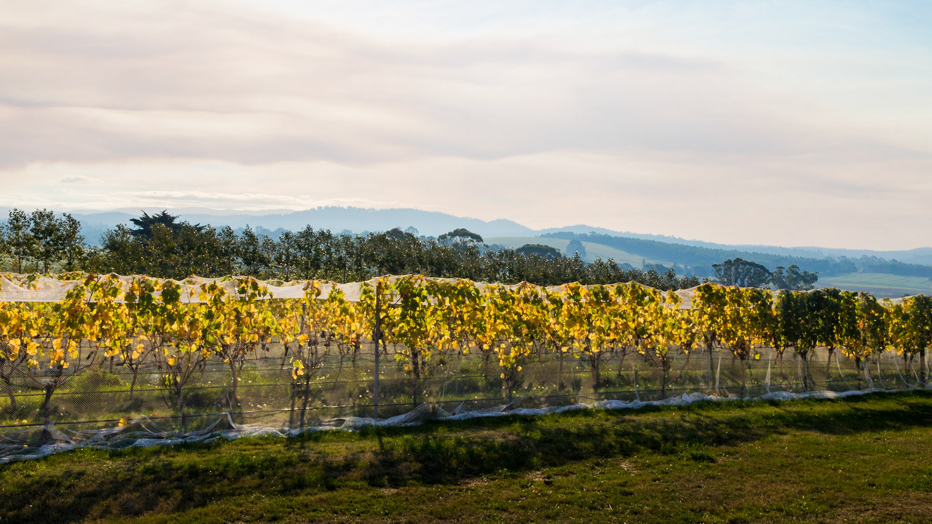 Smoky haze in the sky over Priory Ridge Wines - vines with grapes ready for harvest.
